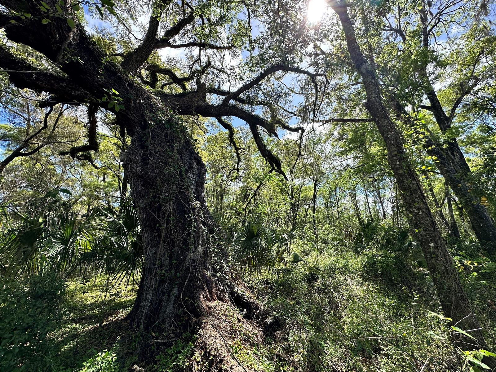 Land at TBD SW 5TH LN, OCALA, photo 4 of 15