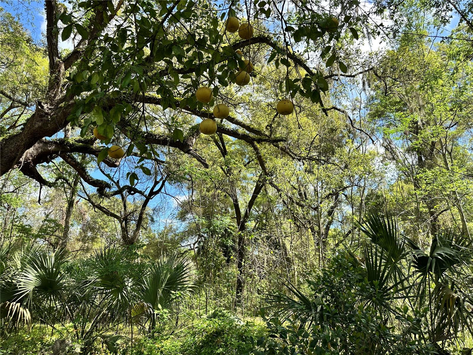 Land at TBD SW 5TH LN, OCALA, photo 5 of 15