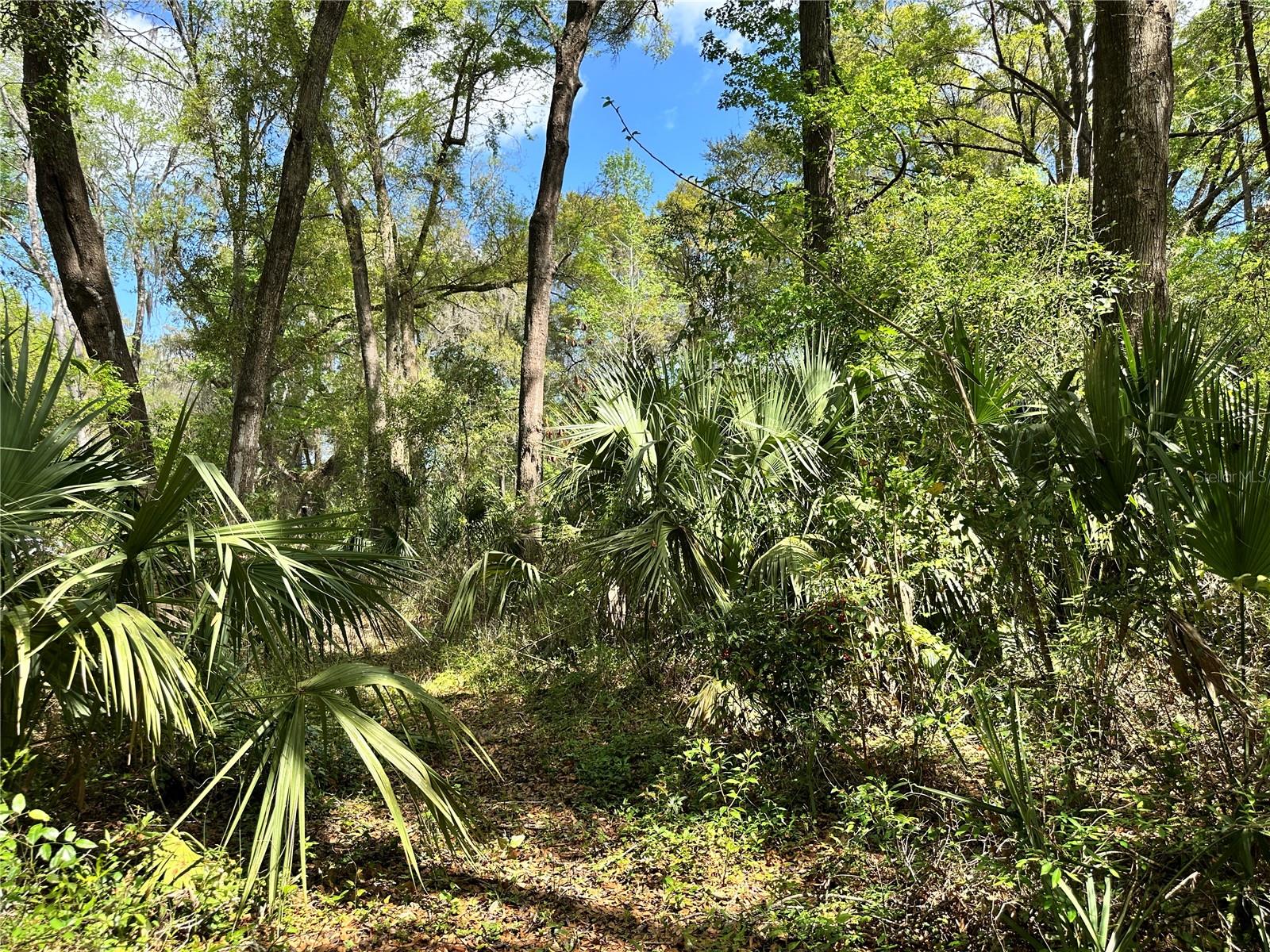 Land at TBD SW 5TH LN, OCALA, photo 6 of 15