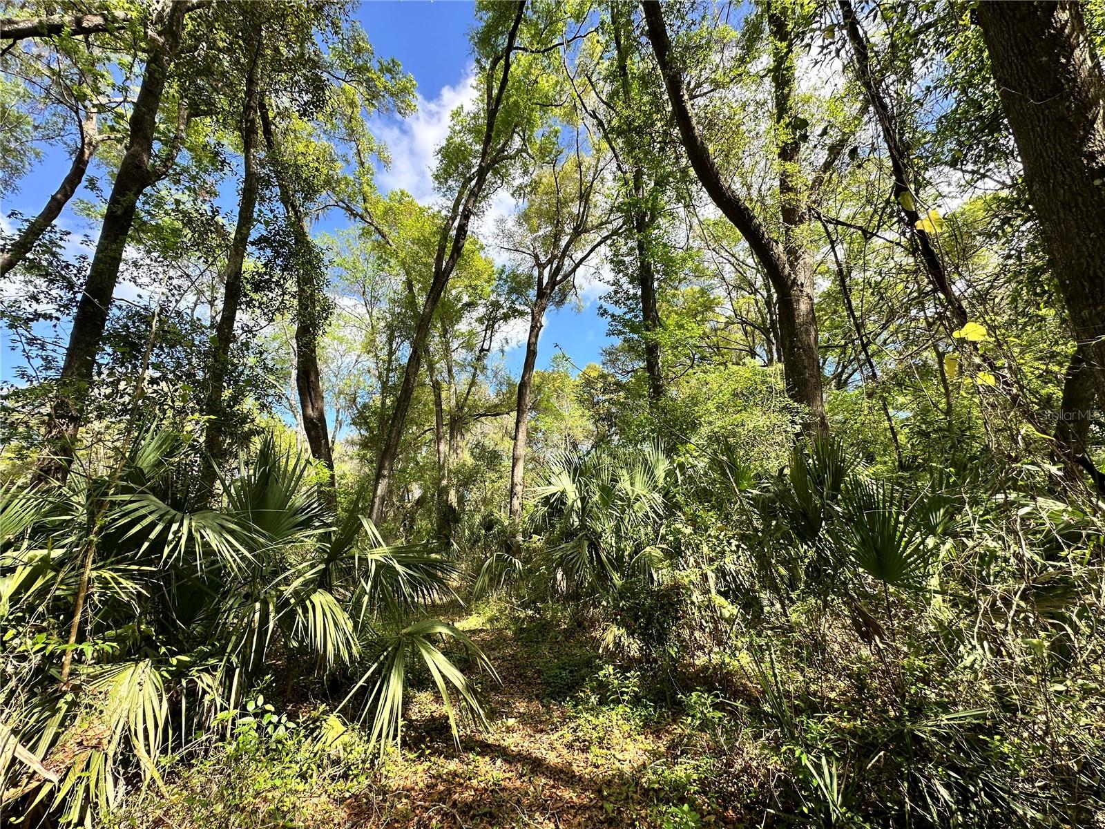 Land at TBD SW 5TH LN, OCALA, photo 7 of 15
