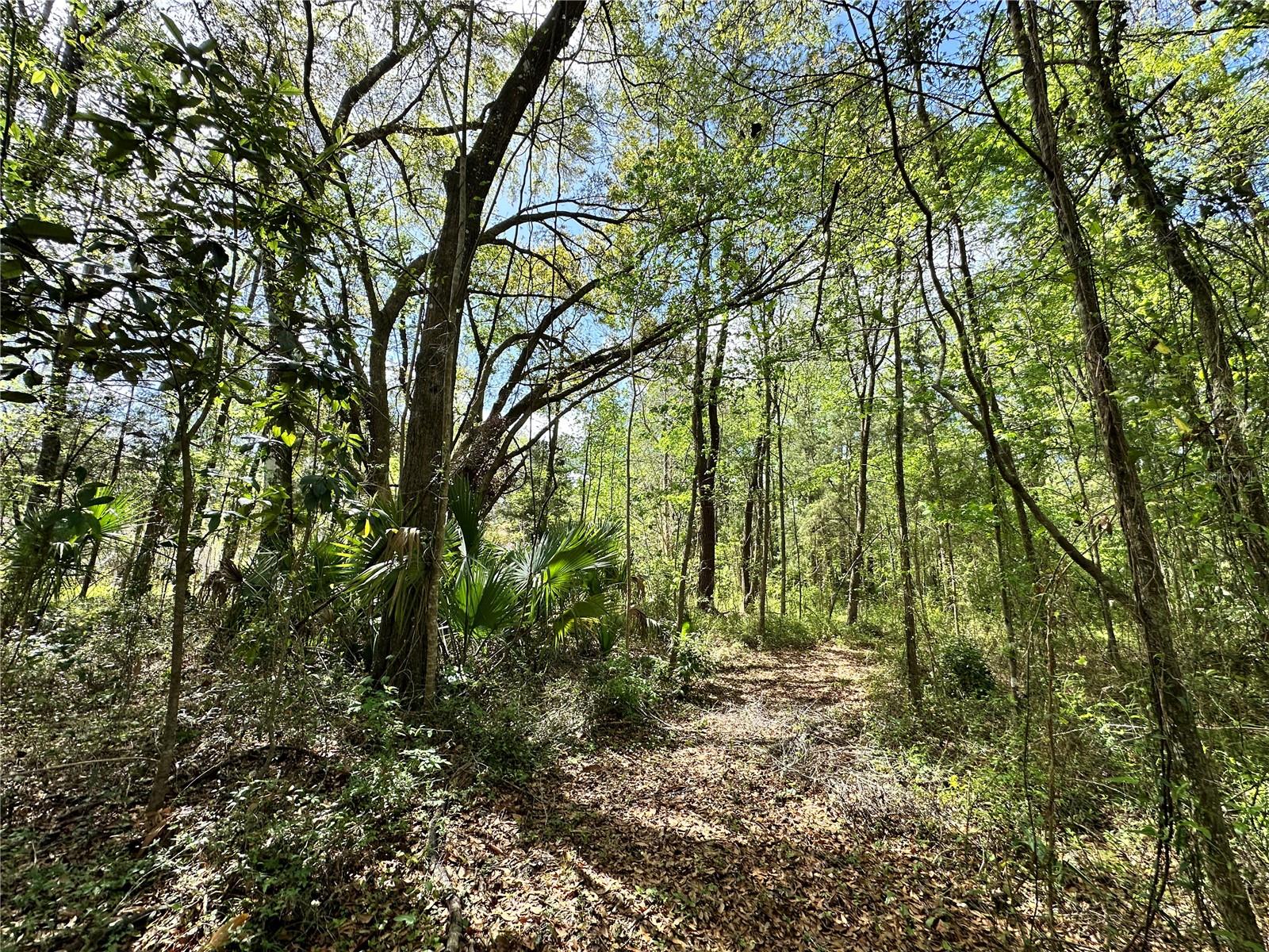 Land at TBD SW 5TH LN, OCALA, photo 8 of 15