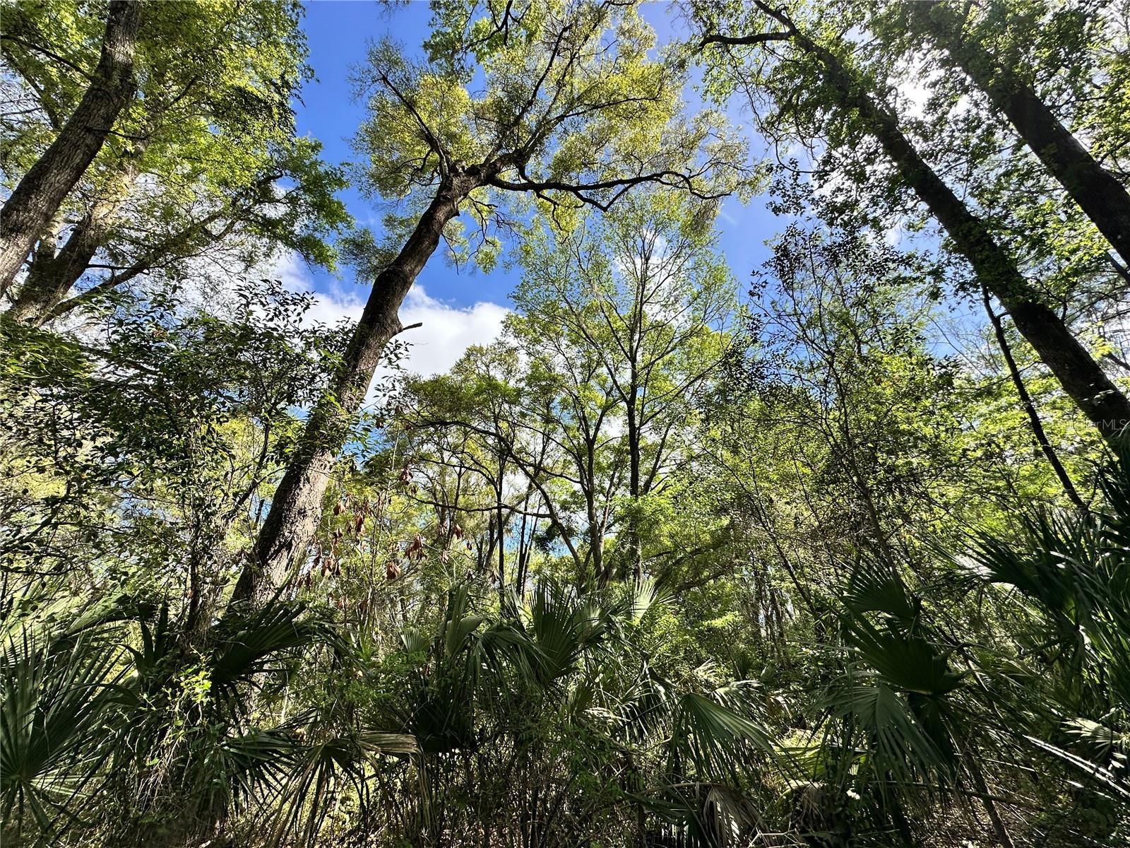 Land at TBD SW 5TH LN, OCALA, photo 9 of 15