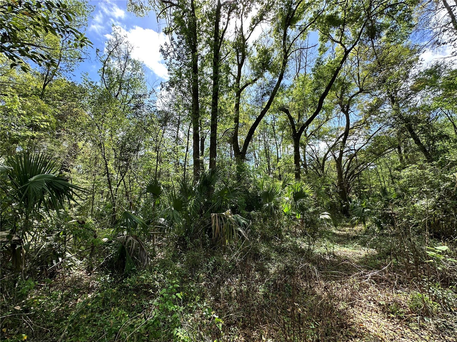 Land at TBD SW 5TH LN, OCALA, photo 10 of 15