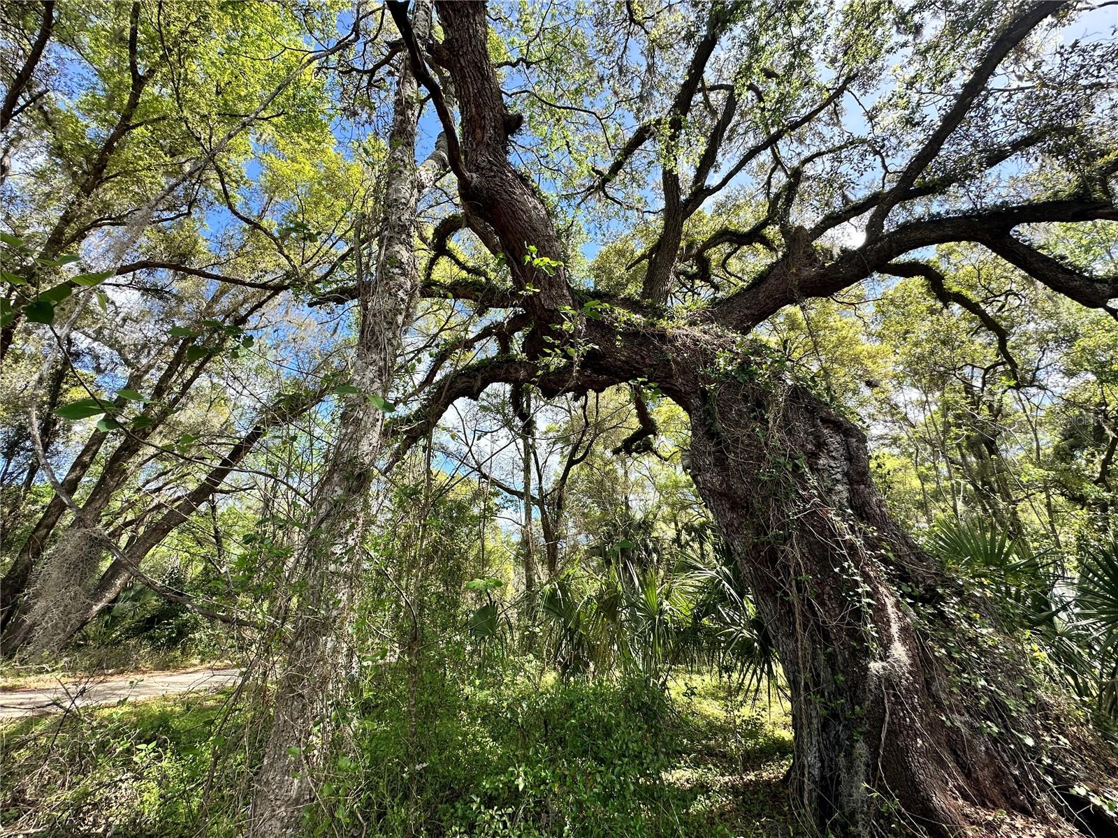 Land at TBD SW 5TH LN, OCALA, photo 12 of 15