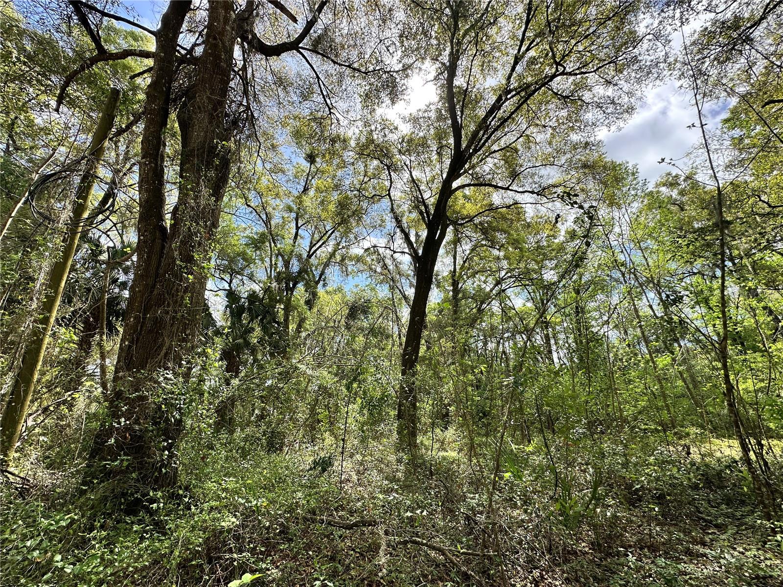 Land at TBD SW 5TH LN, OCALA, photo 14 of 15