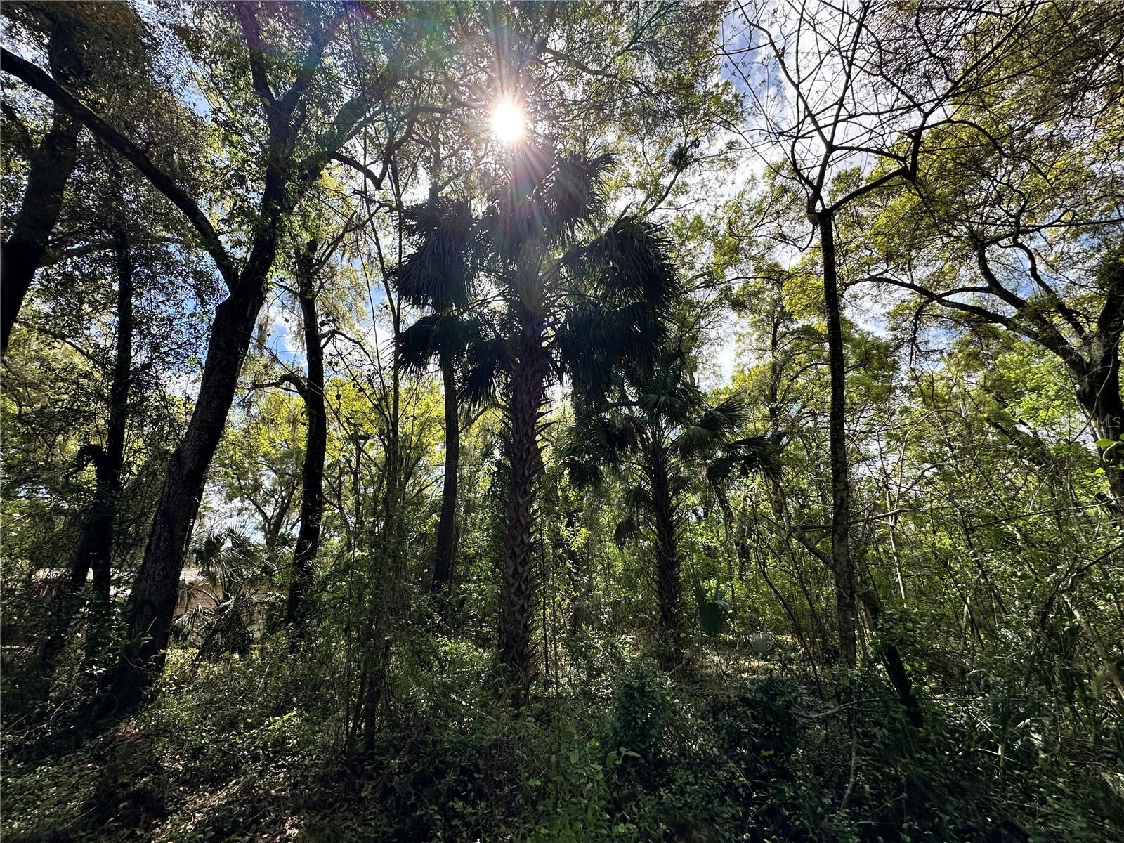 Land at TBD SW 5TH LN, OCALA, photo 15 of 15