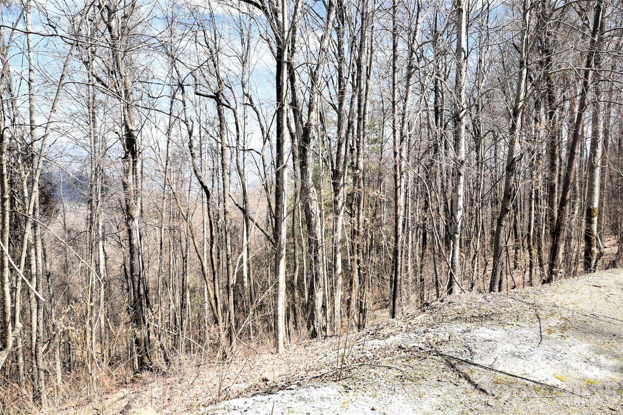 The Western Boundary of the lot. - 000 Curry Comb Trail, Waynesville