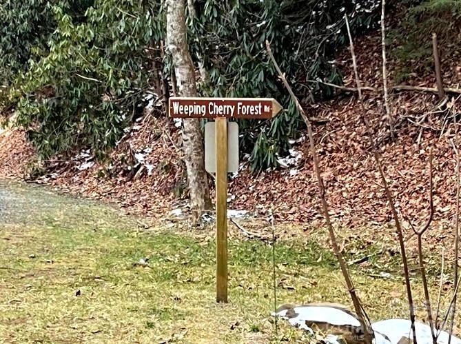 Street sign - 89 Weeping Cherry Forest Road, Fairview