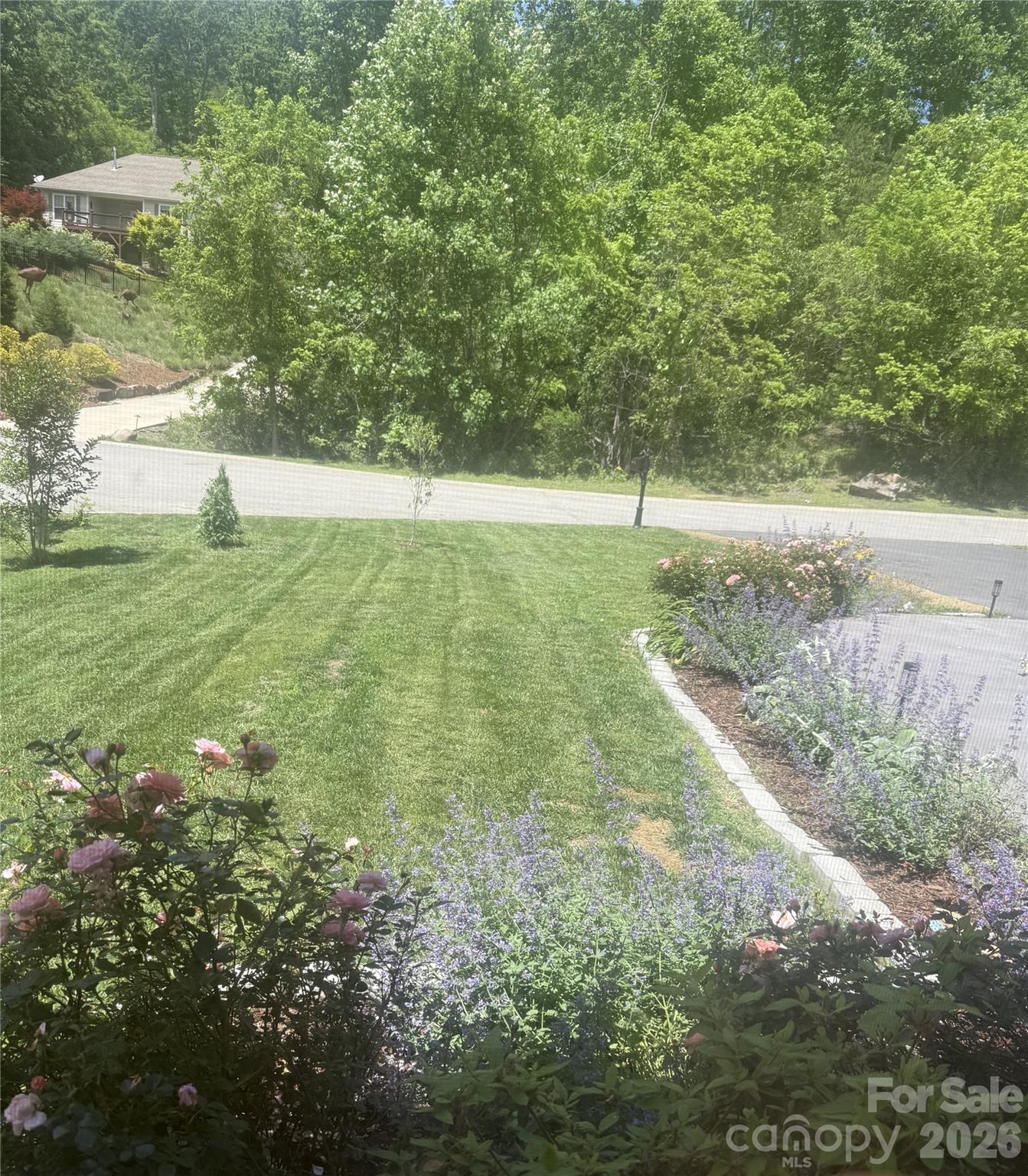 Front Yard - 46 Carden Drive, Weaverville