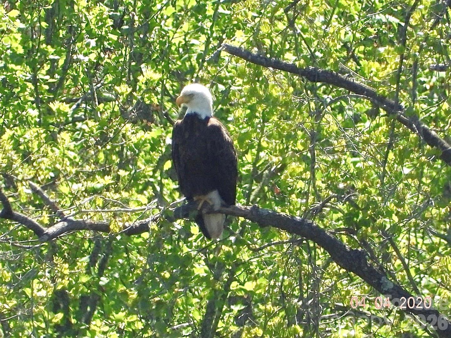 Eagle Conservancy - 312 Old Hickory Court, Fort Mill