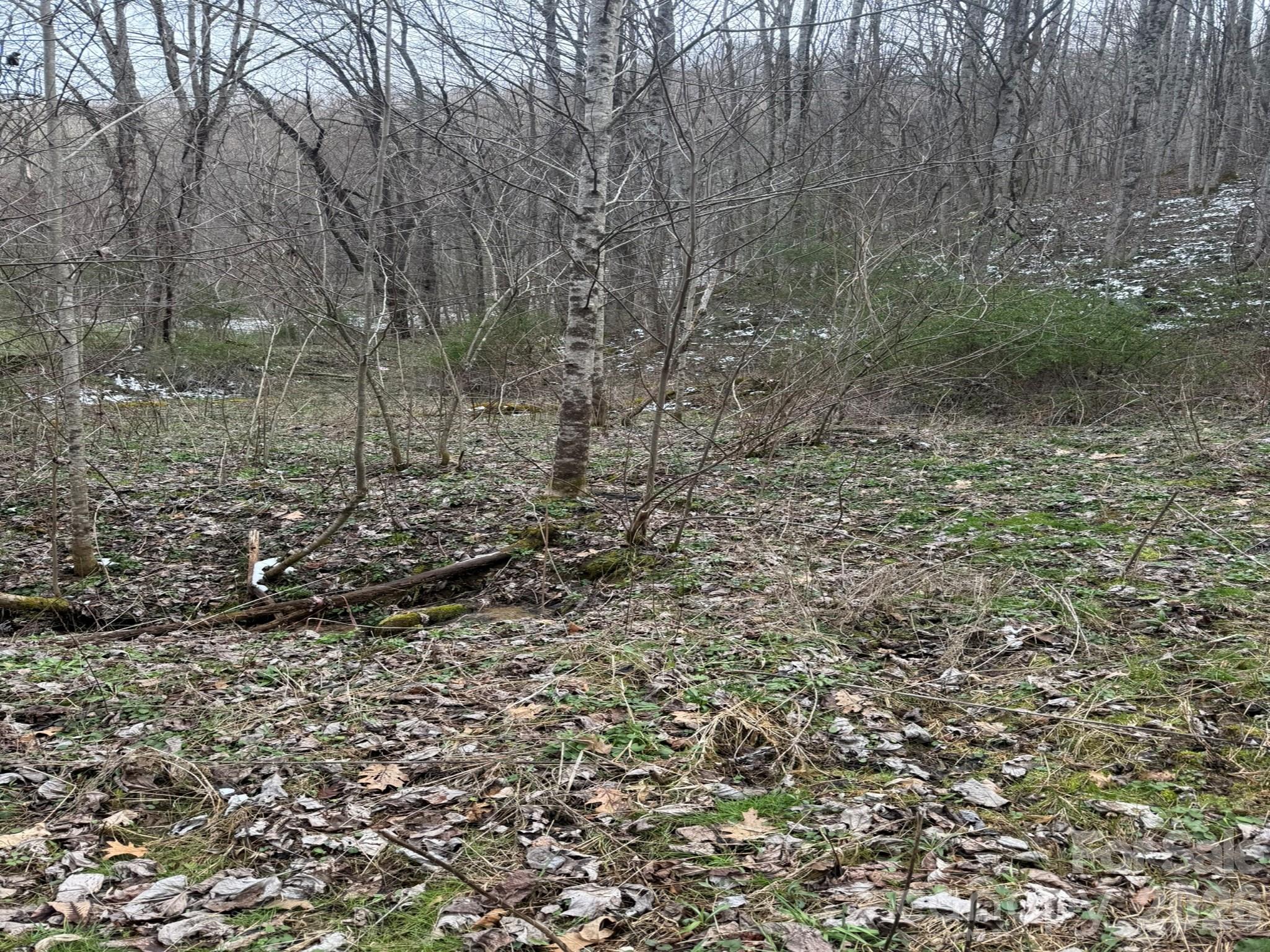 Acreage at TBD 1.2 Acres Jass Cove Road, Marshall, photo 6 of 8
