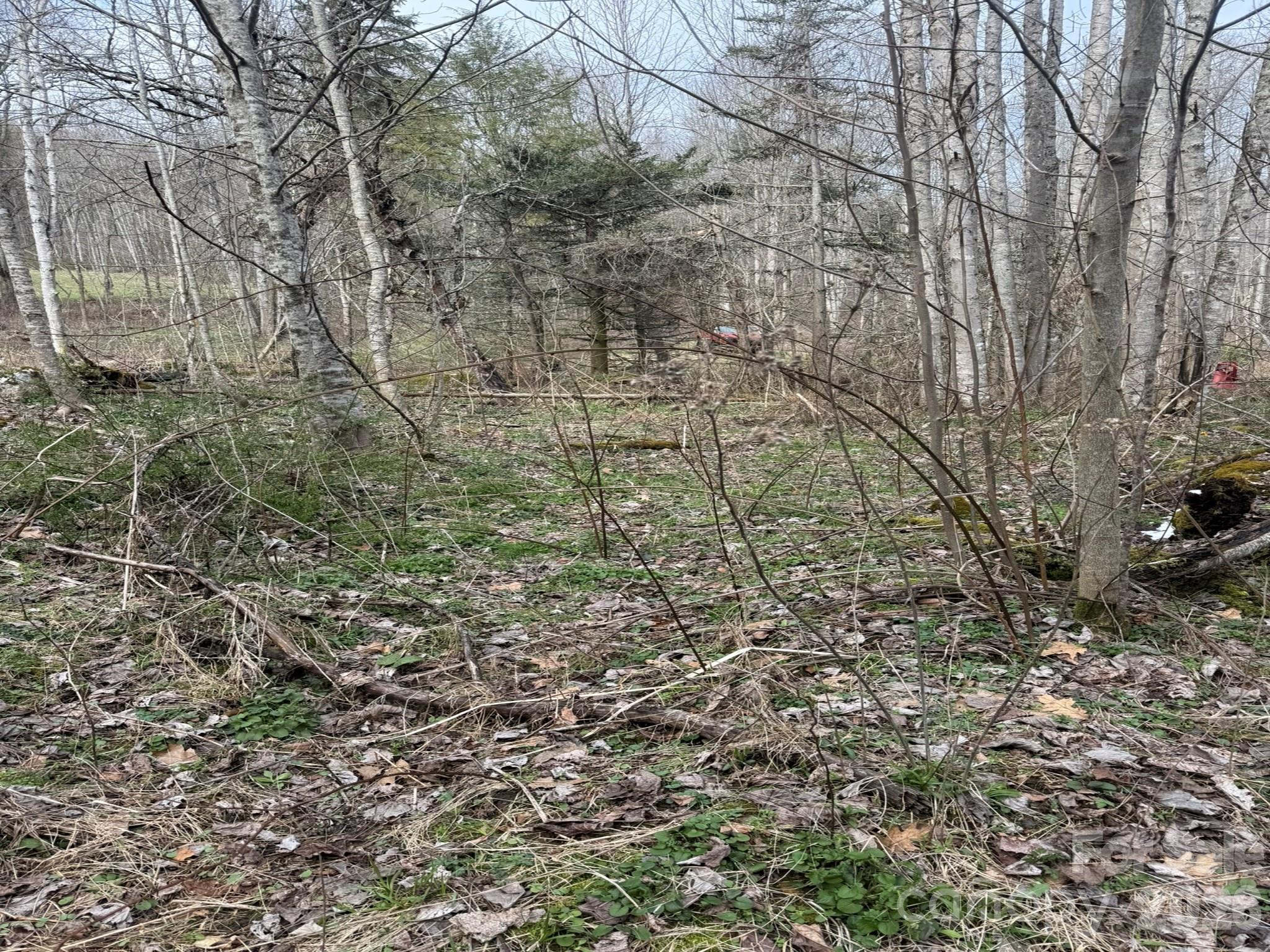 Acreage at TBD 1.2 Acres Jass Cove Road, Marshall, photo 7 of 8