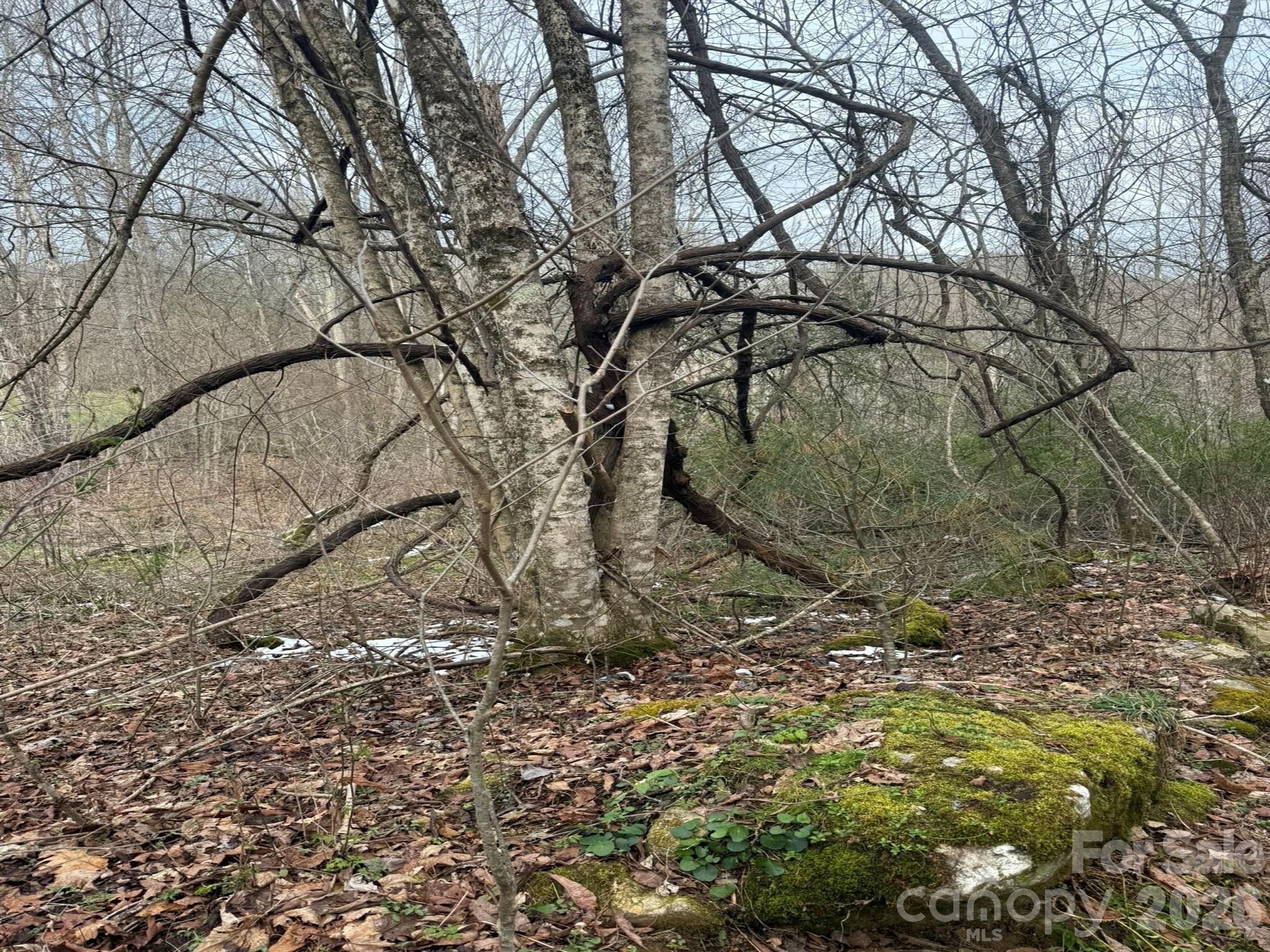Acreage at TBD 1.2 Acres Jass Cove Road, Marshall, photo 8 of 8