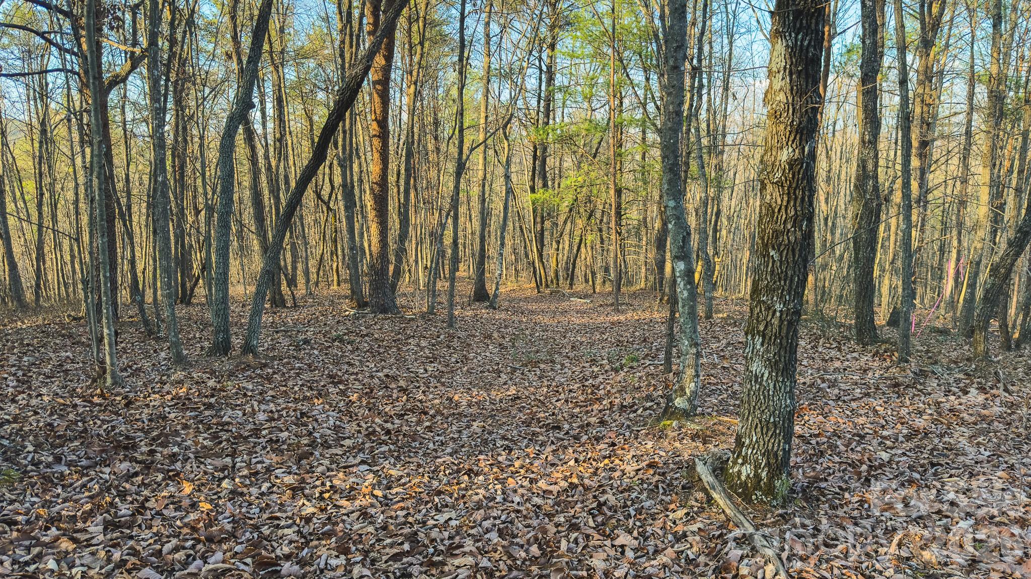 Acreage at Tract 4 All Healing Springs Road, Taylorsville, photo 19 of 20