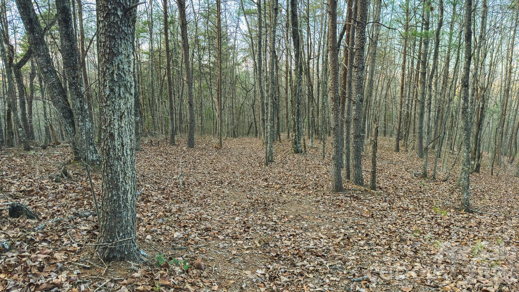 Acreage at Tract 4 All Healing Springs Road, Taylorsville, photo 20 of 20
