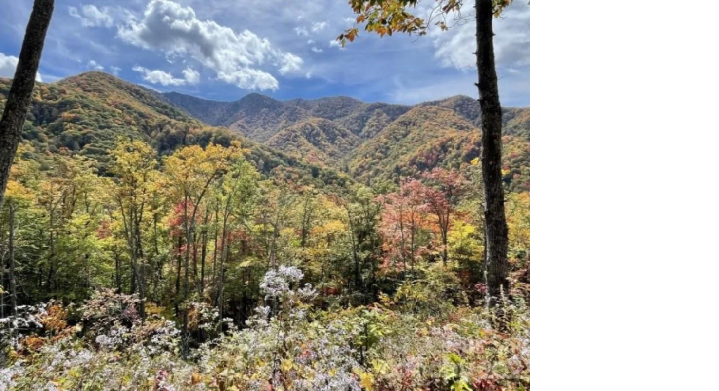 Acreage at 241 Bloom Trail, Sylva, photo 10 of 23