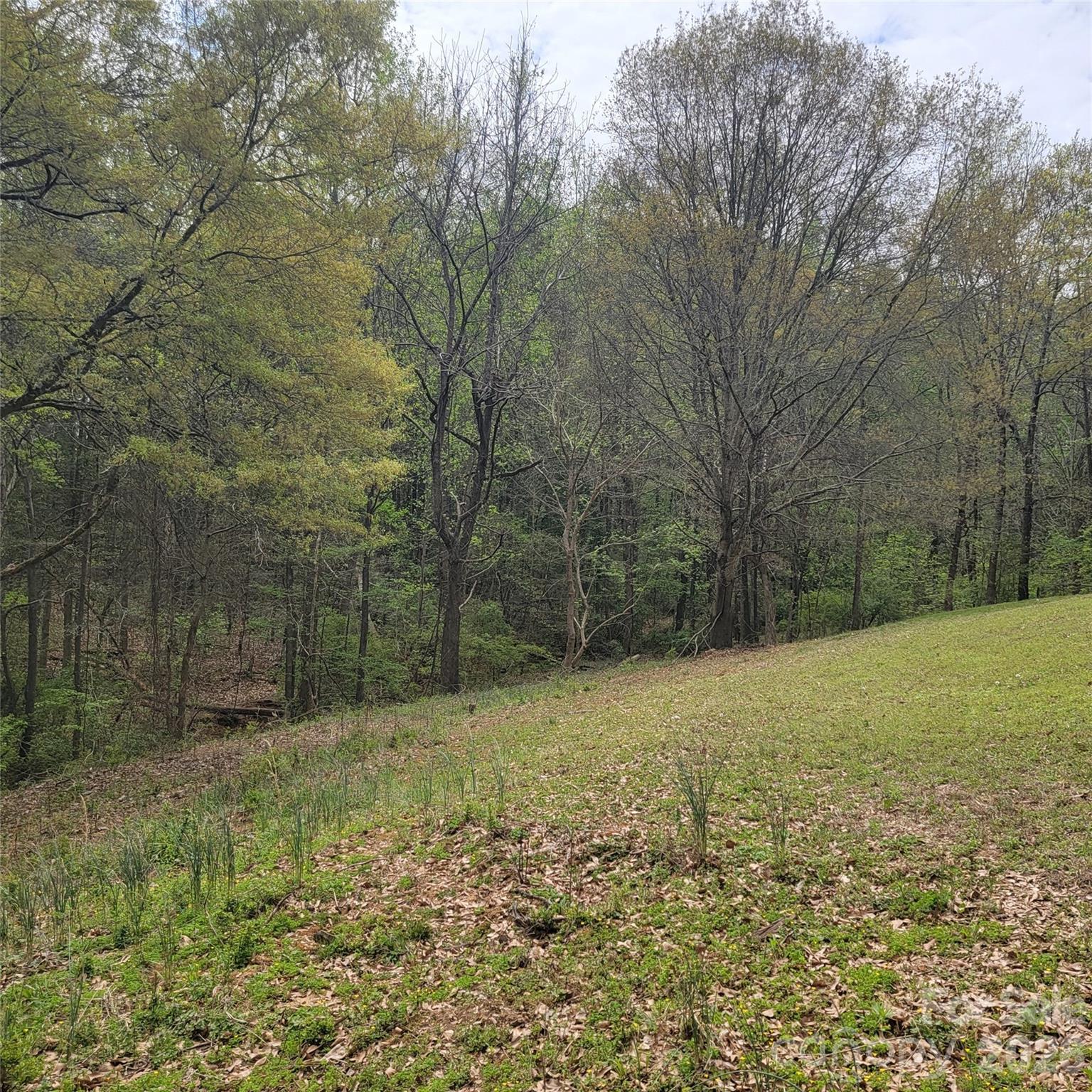The left side of parcel #1, sloping to the left towards the water and private cove - 230 Walnut Street, Belmont