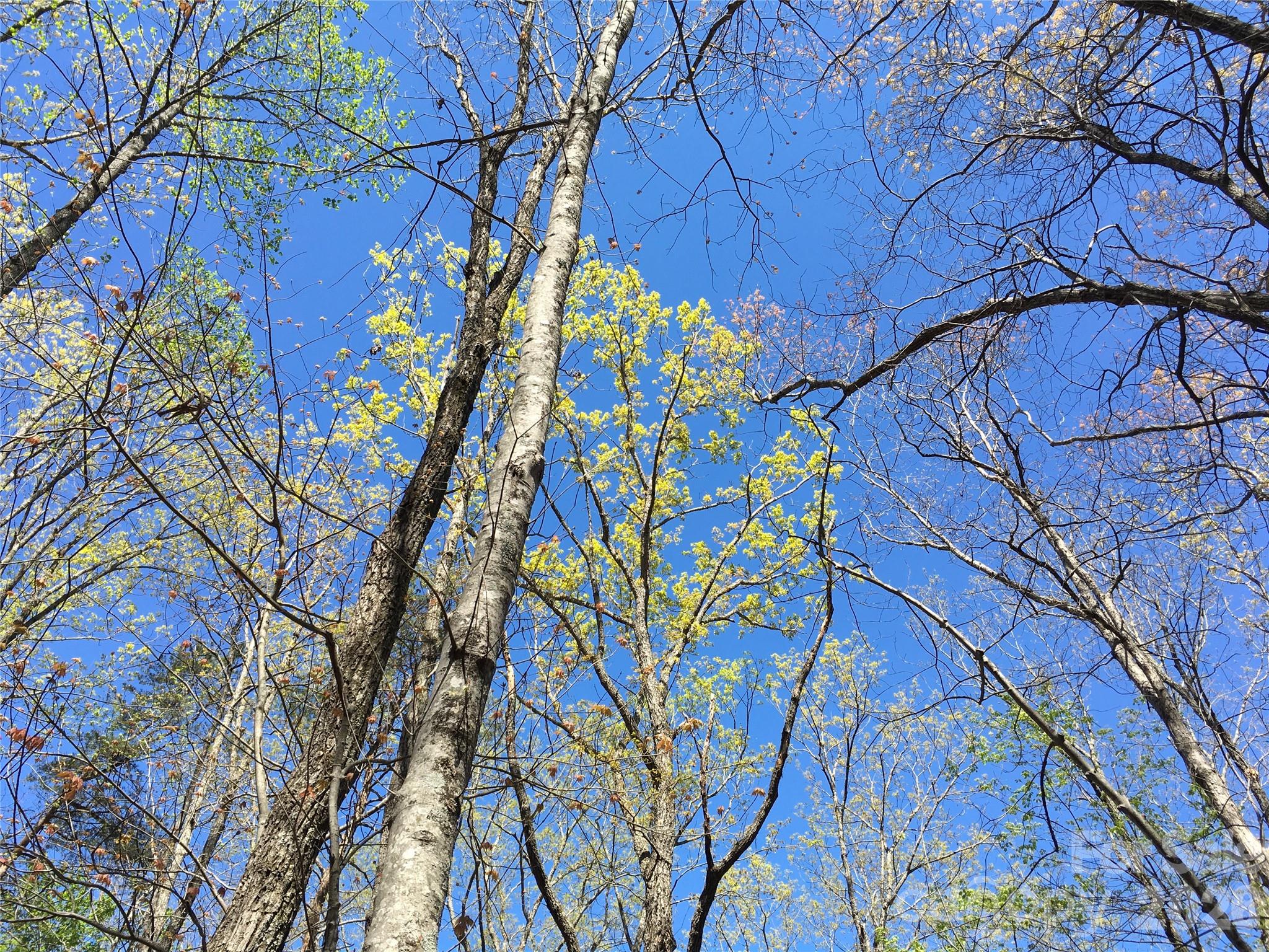 Acreage at 00 Lytle Mountain Road, Marion