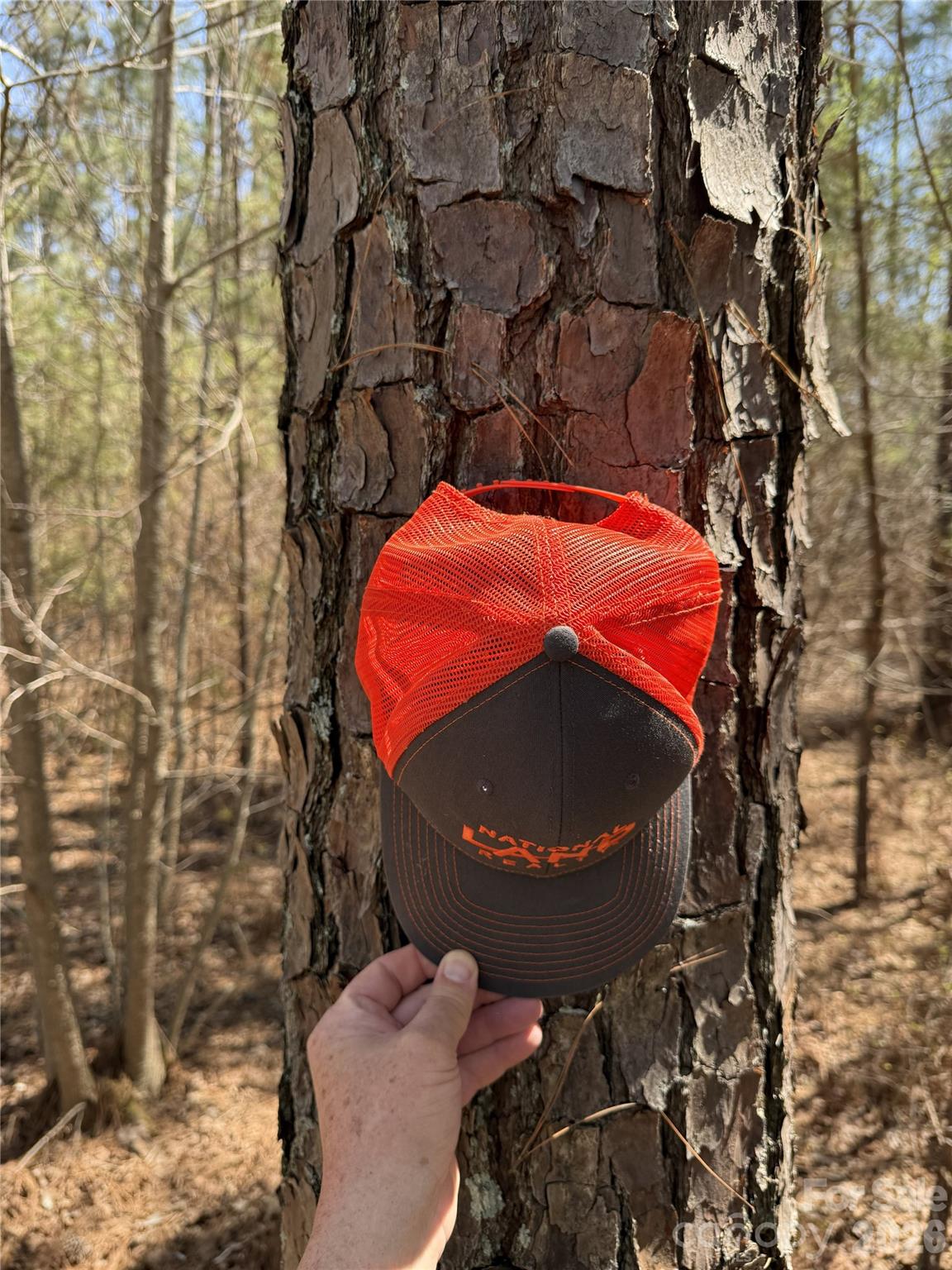1 of 4 random pine sizes - 01 Collins Mountain Road, Chapel Hill