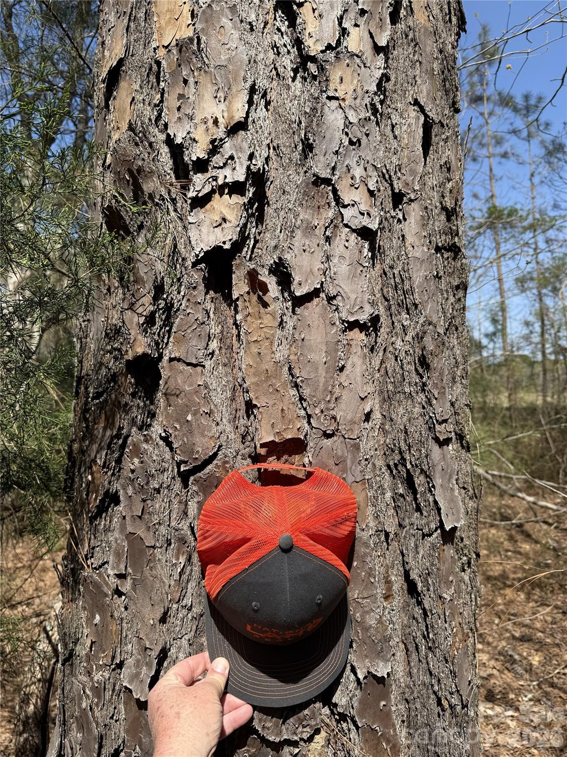 2 of 4 random pine sizes - 01 Collins Mountain Road, Chapel Hill