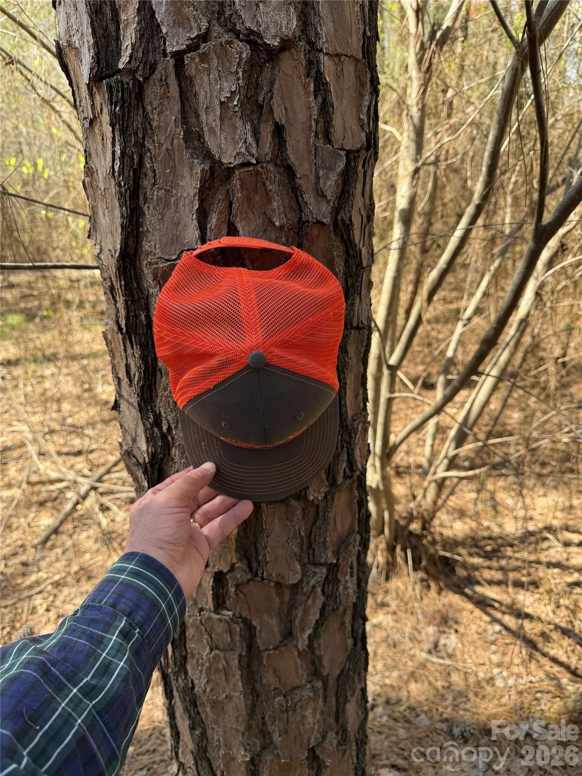 3 of 4 random pine sizes - 01 Collins Mountain Road, Chapel Hill