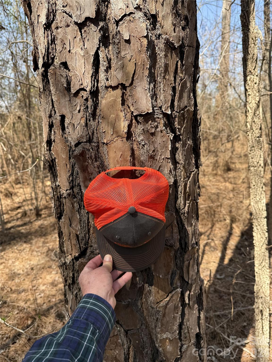 4 of 4 random pine sizes - 01 Collins Mountain Road, Chapel Hill