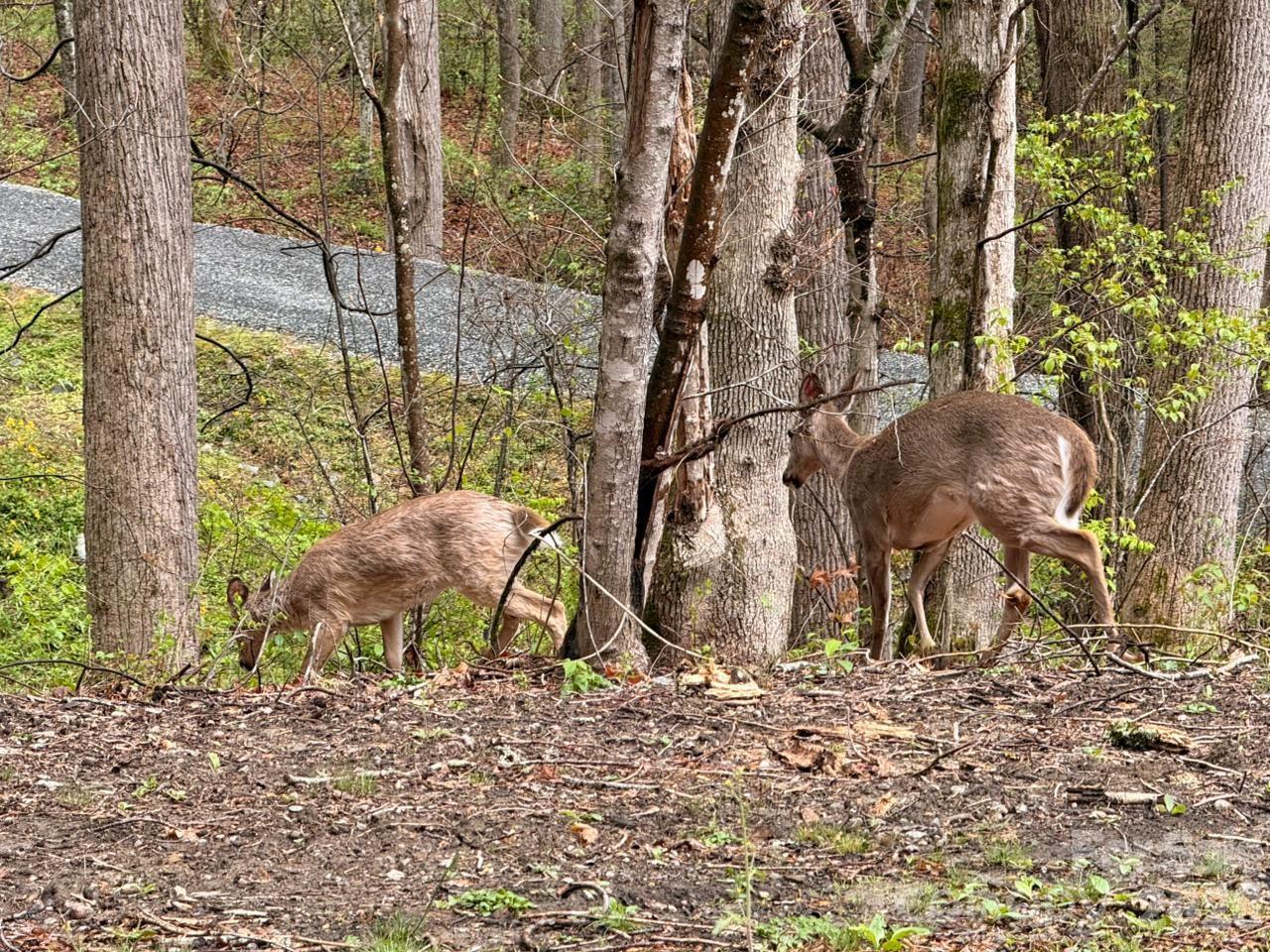 Lot at 000 Ridgeview Drive, Hendersonville, photo 19 of 20