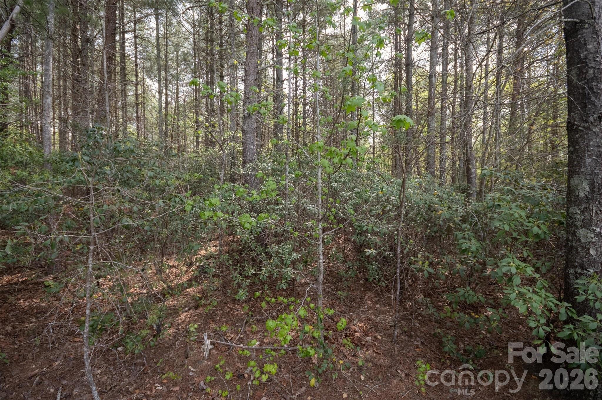Lot at 103 Big Tree Way, Nebo, photo 4 of 15