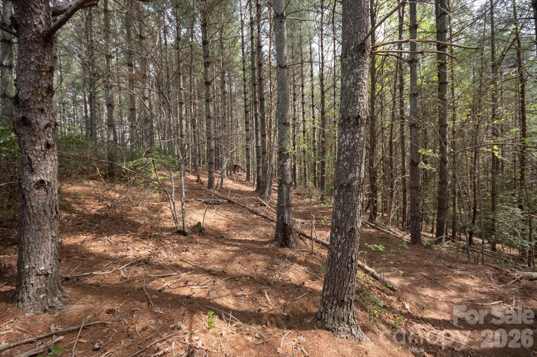 Lot at 103 Big Tree Way, Nebo, photo 5 of 15