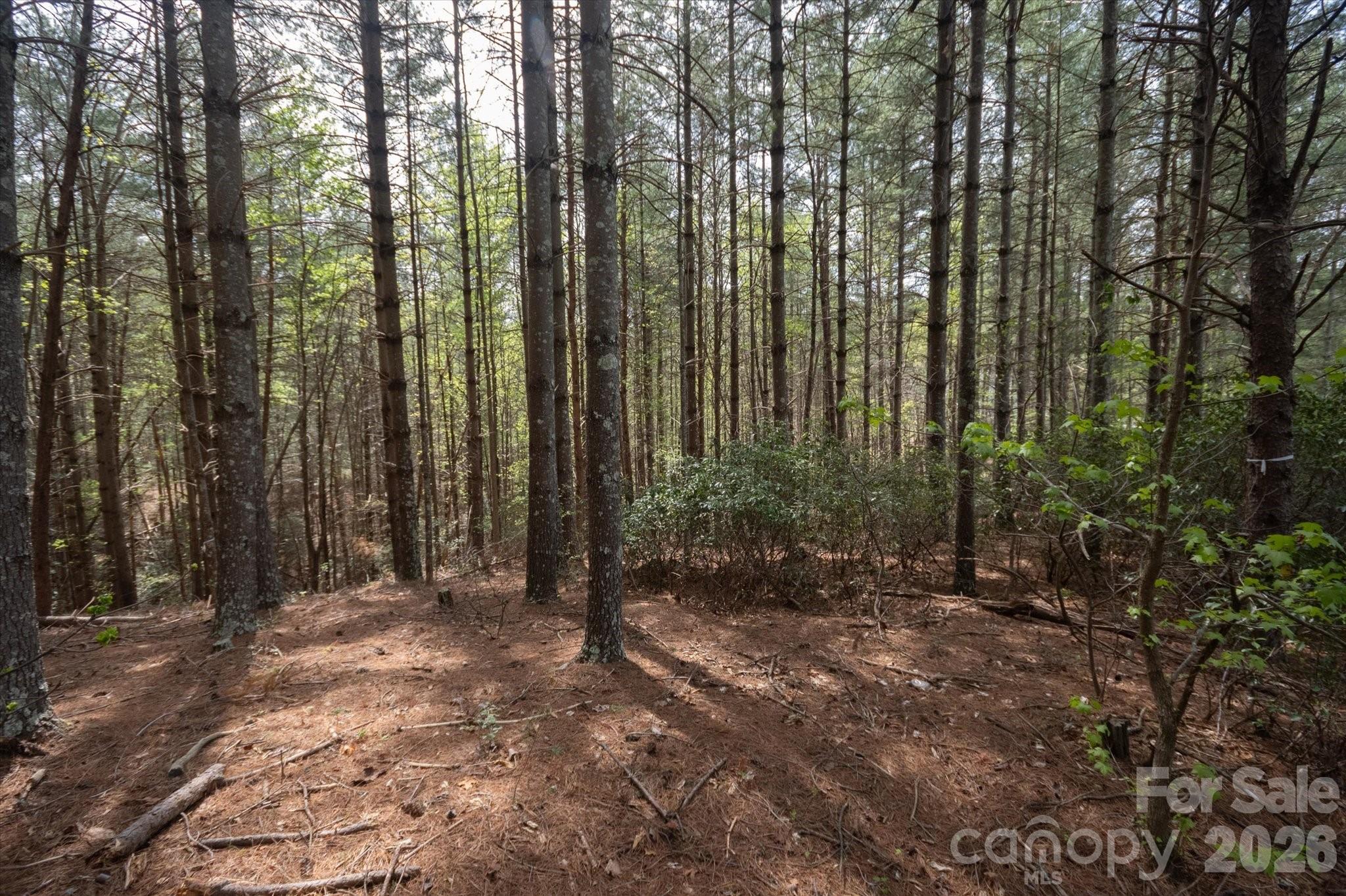 Lot at 103 Big Tree Way, Nebo, photo 6 of 15