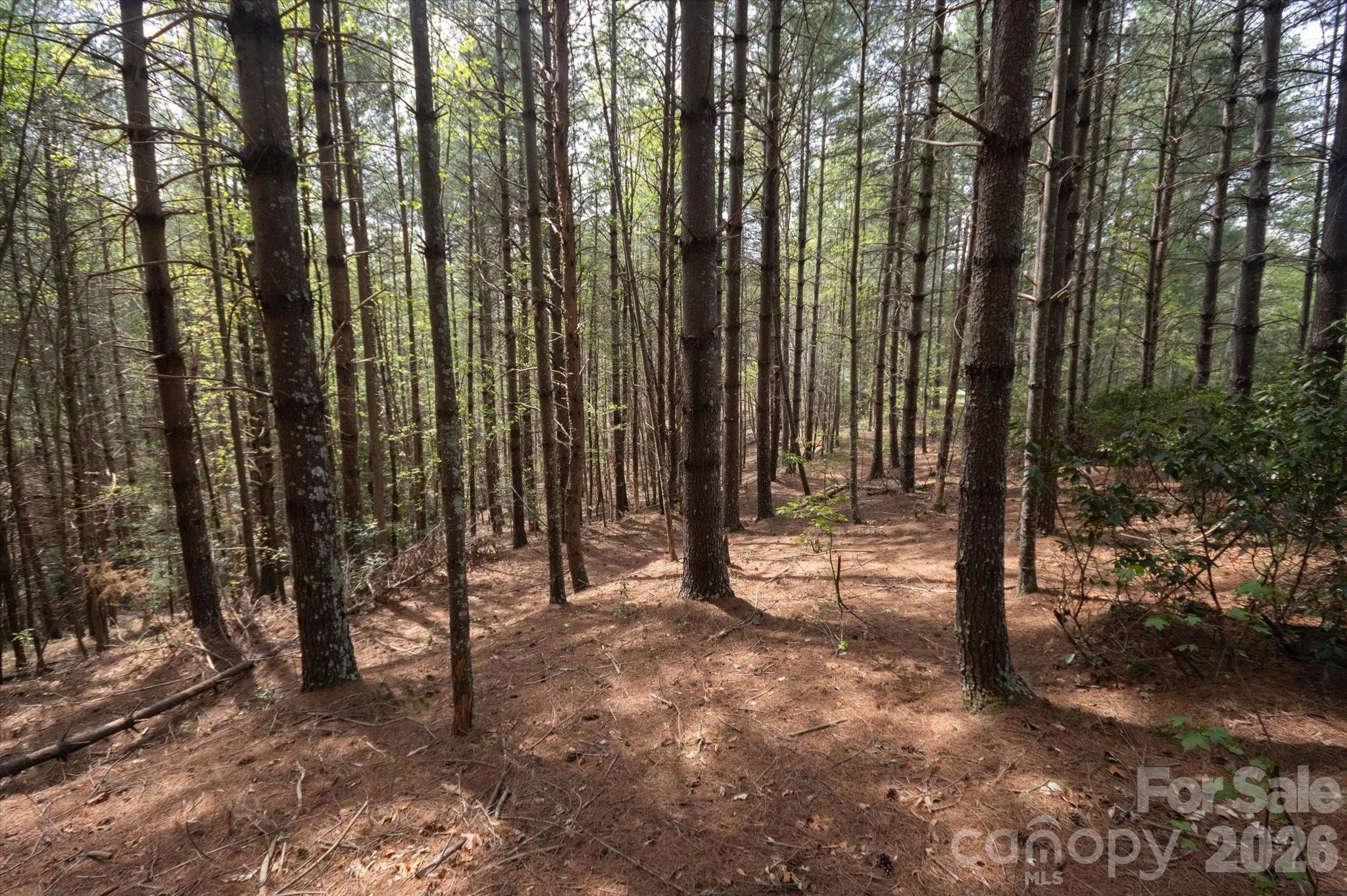 Lot at 103 Big Tree Way, Nebo, photo 7 of 15