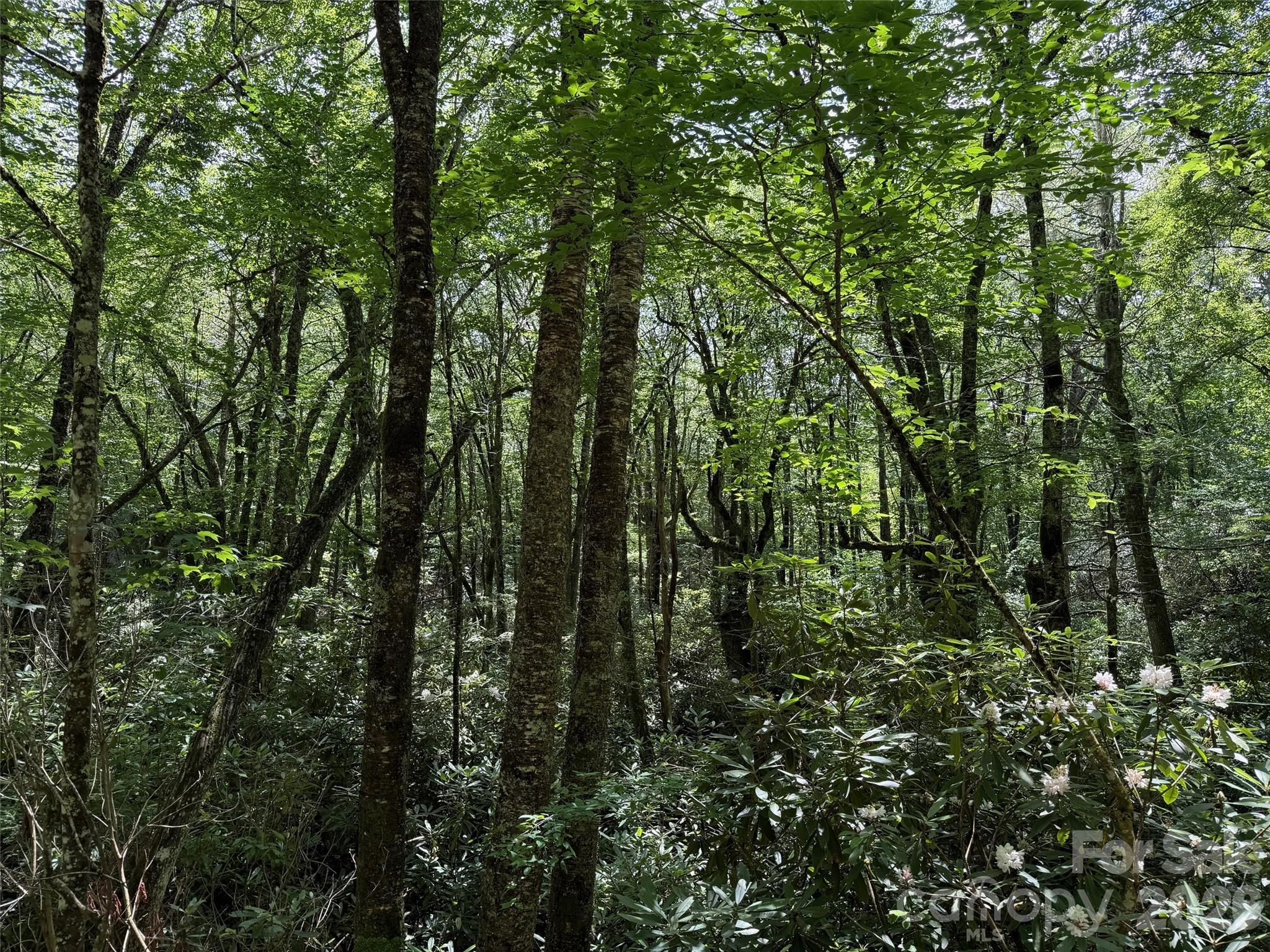 Lot at Lot #60 Yonder Trail, Maggie Valley, photo 13 of 16