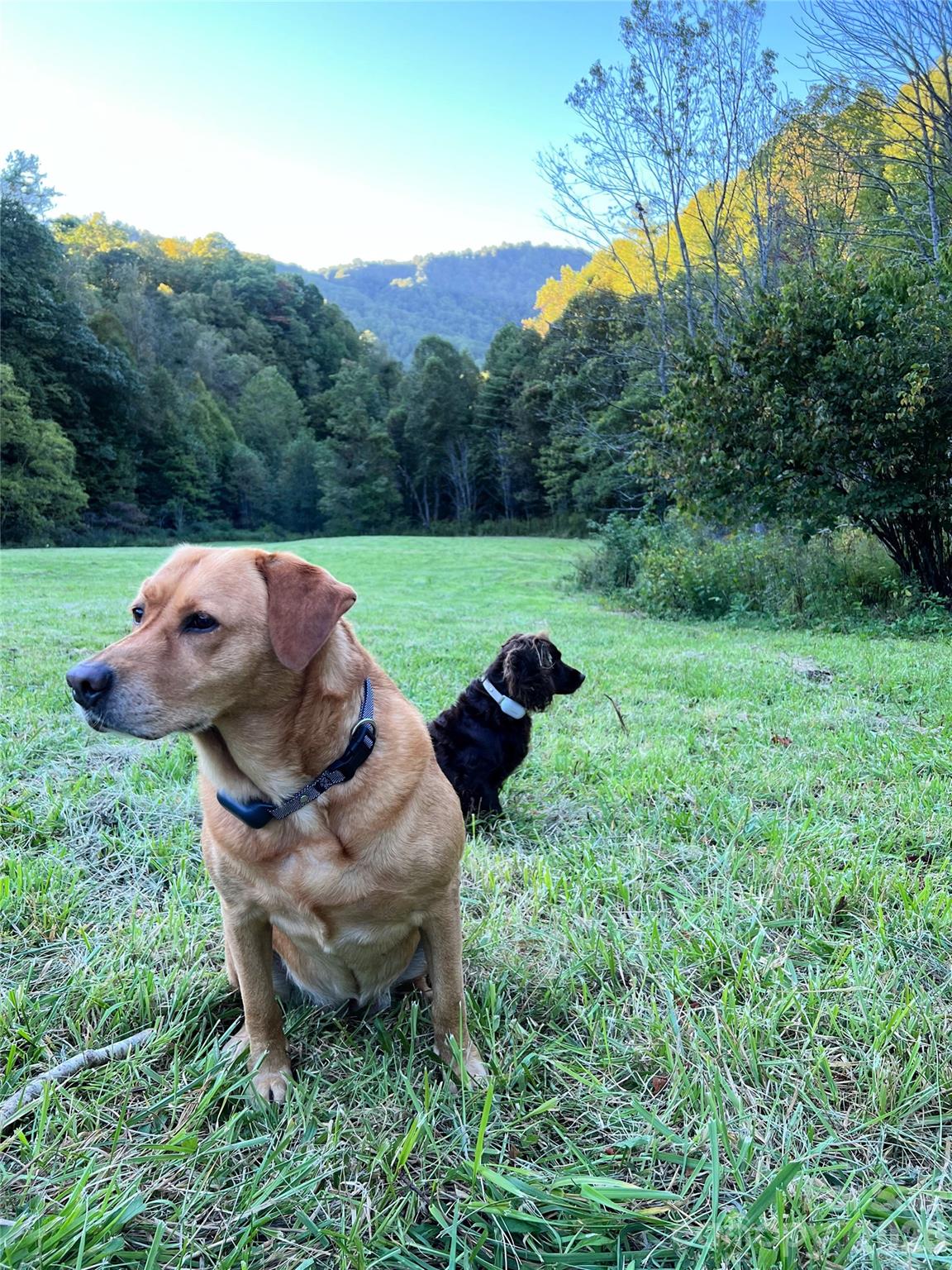 It's a dog's life - 2180 Pigeon Roost Road, Green Mountain