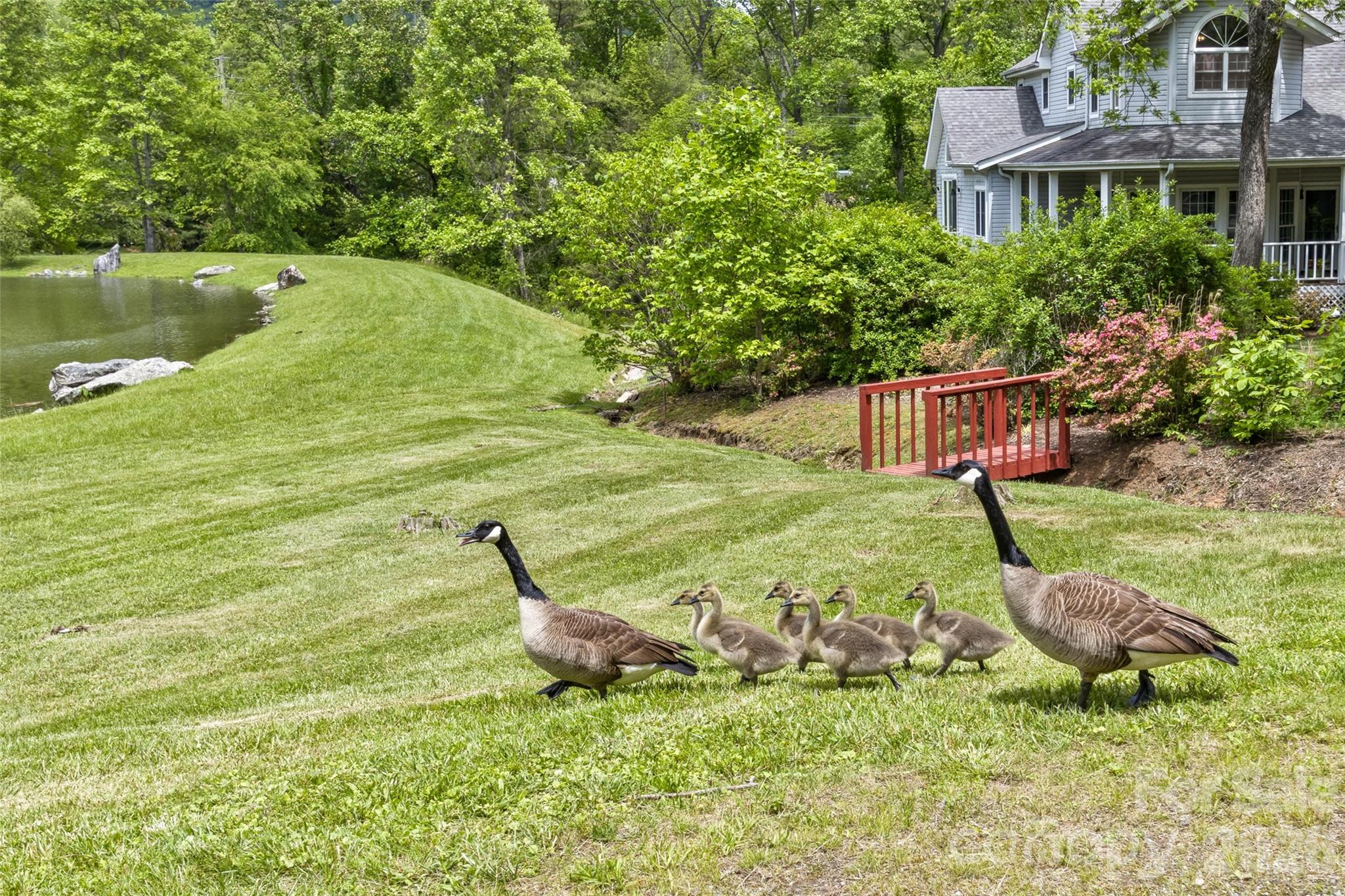Lots of Wildlife in Windsong! - 25 Windsong Drive, Fairview