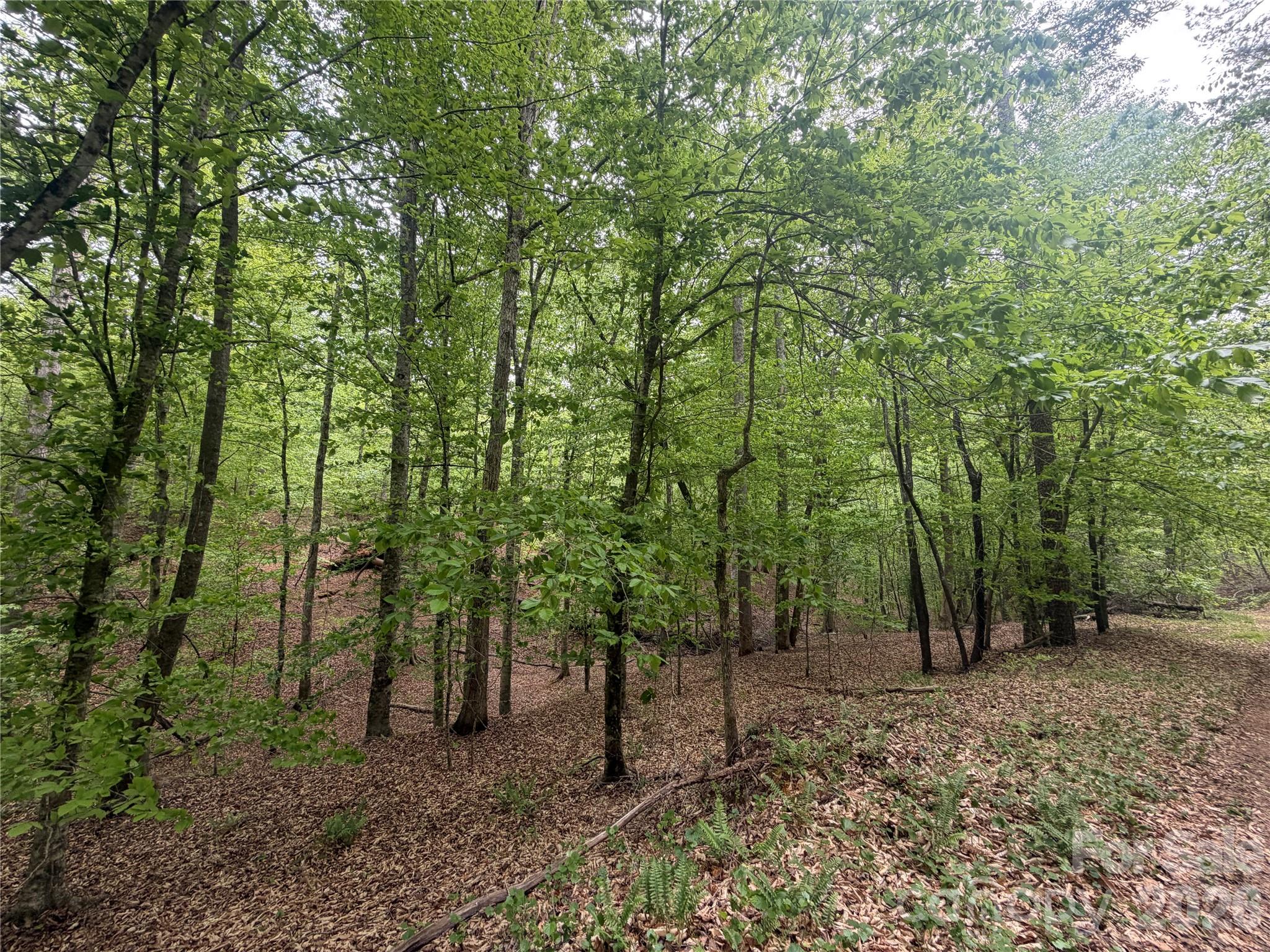Acreage at 0 Polk County Line Road, Rutherfordton, photo 22 of 25