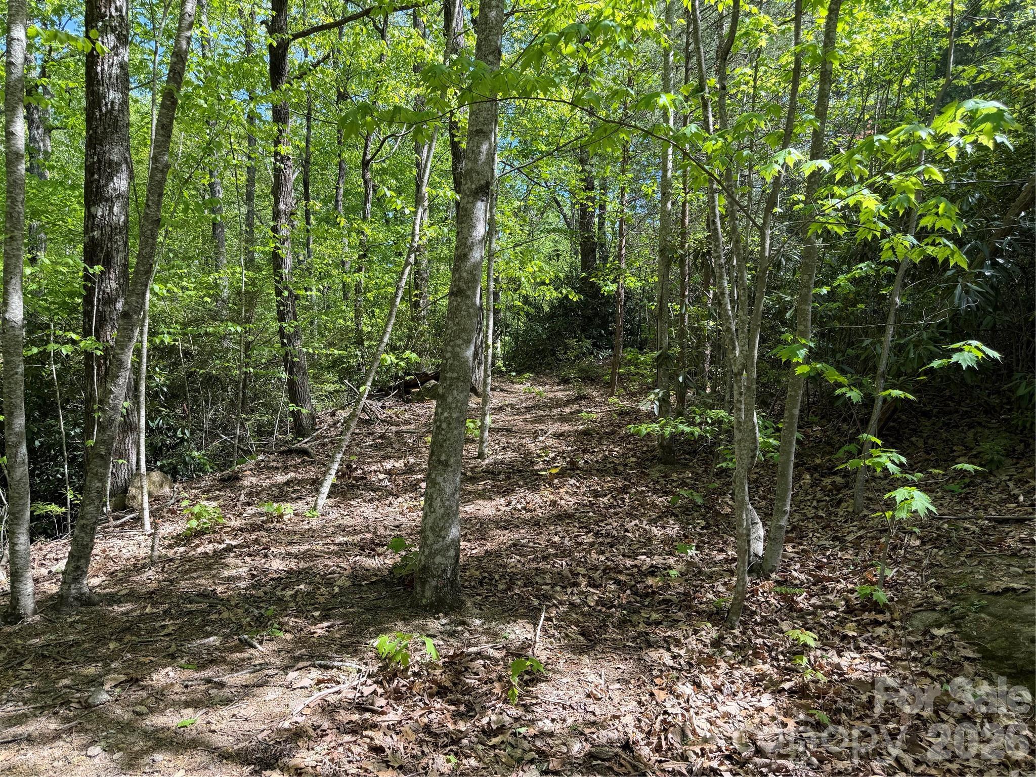 Logging road. - 00 Lakeview Drive, Tryon