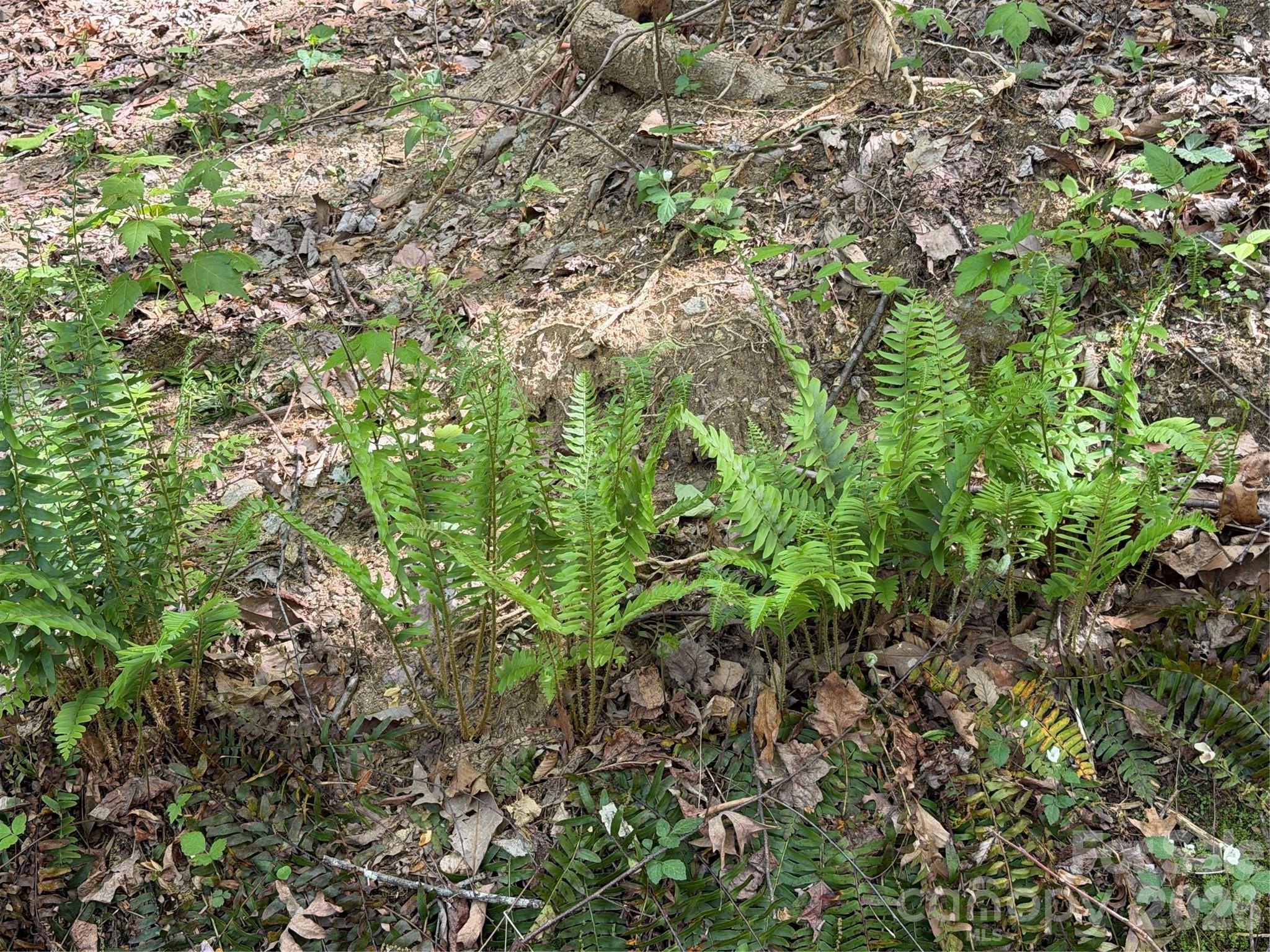 Some of the native ferns growing throughout the property. - 00 Lakeview Drive, Tryon