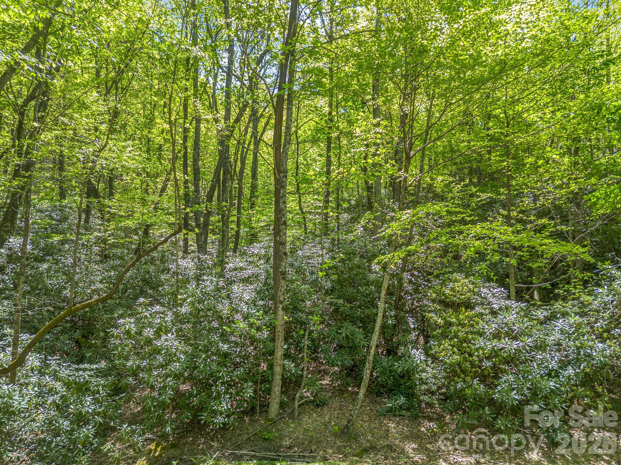 Road frontage along lot 415, covered in native rhododendrons. - 00 Lakeview Drive, Tryon