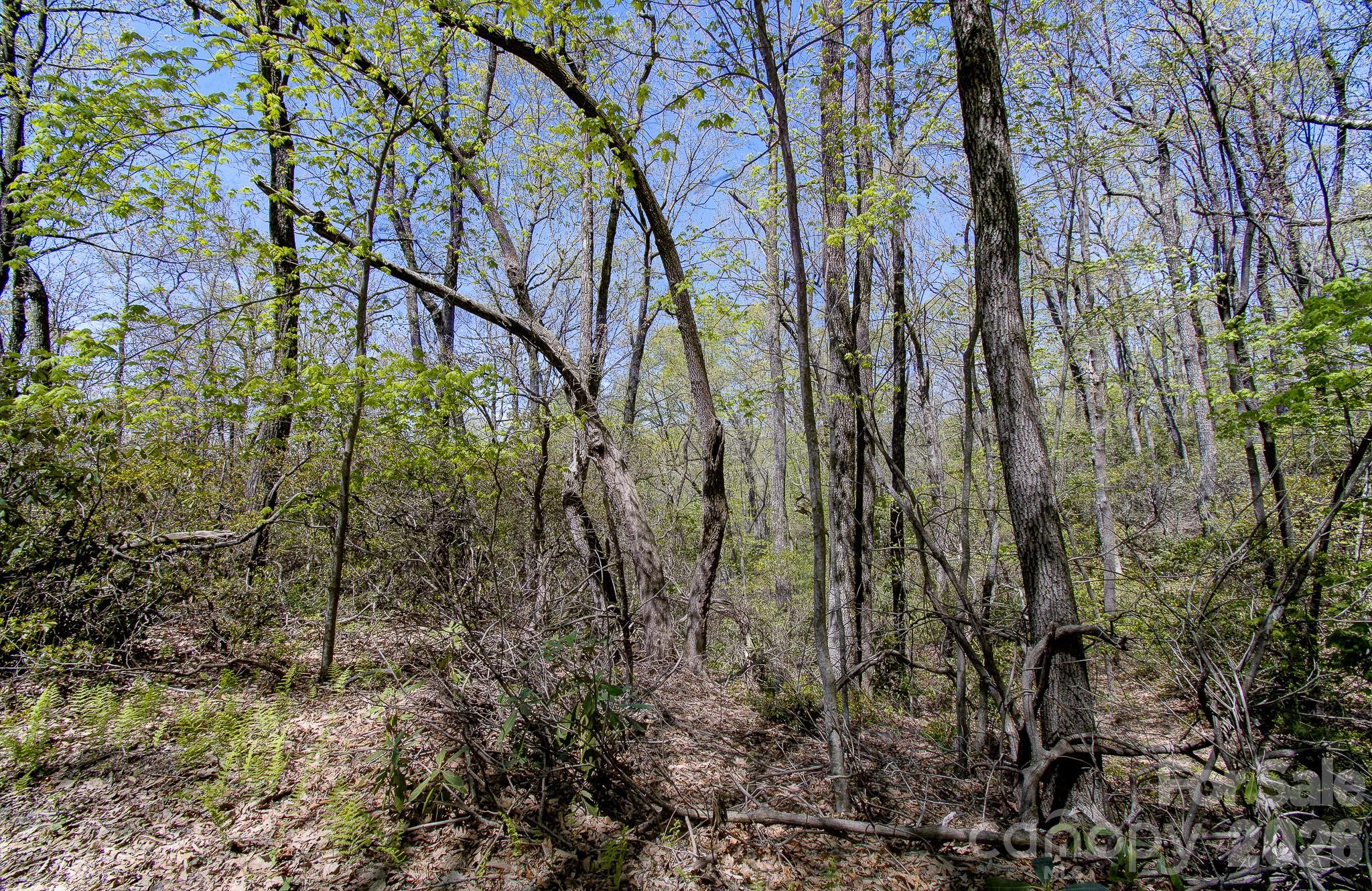 Lot at 99999 Laurel Drive, Black Mountain, photo 4 of 5