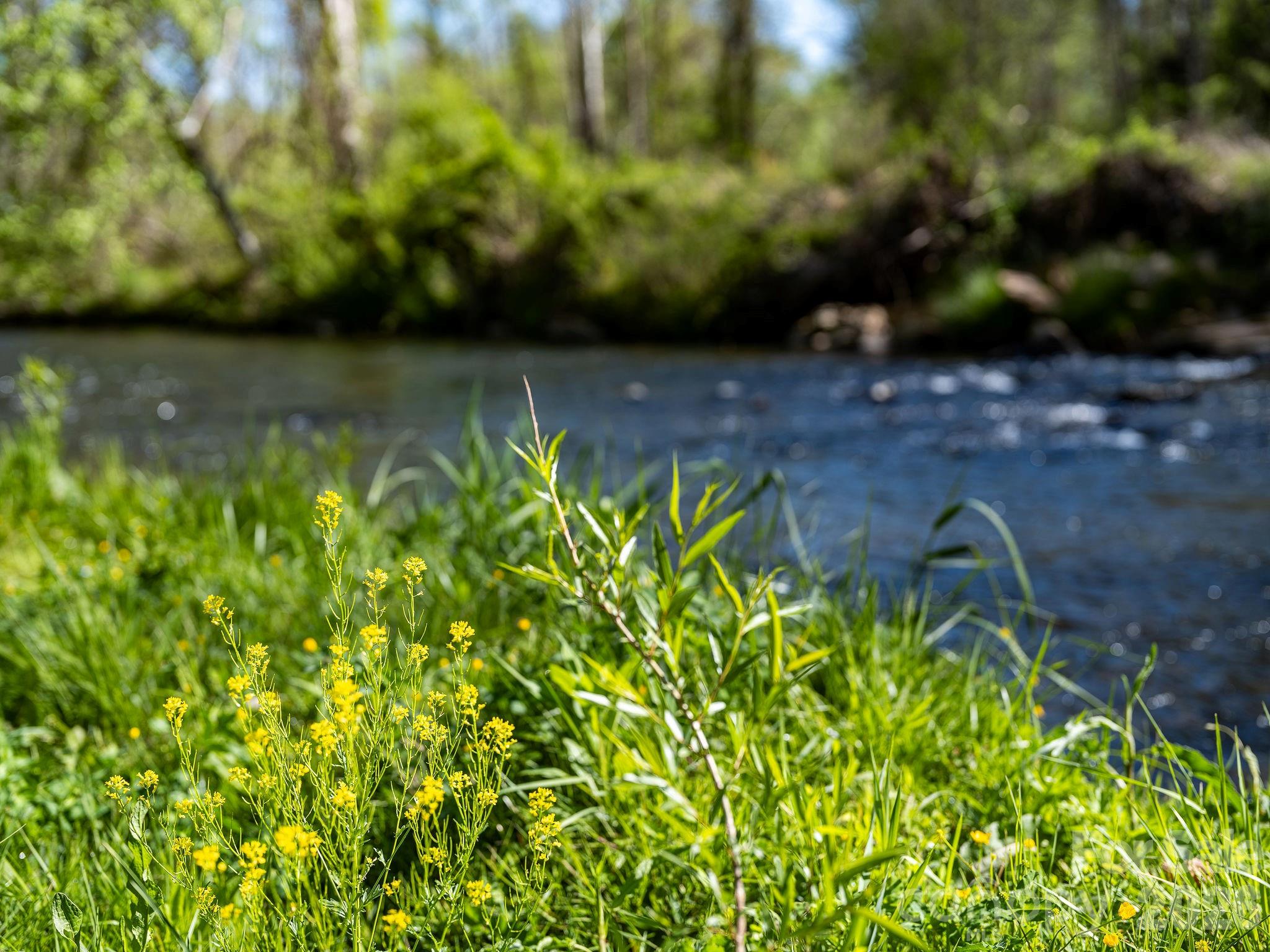 creekside living - 1196 Crabtree Road, Waynesville