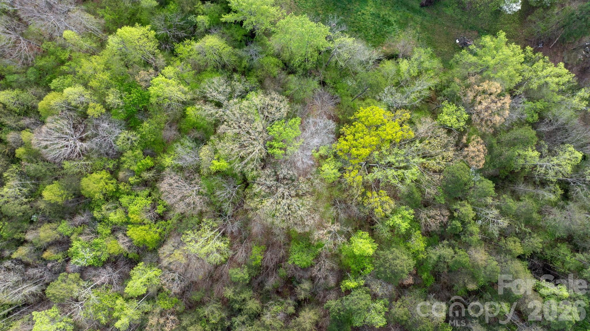 Acreage at 0 Flowing Ivy Lane, Claremont, photo 13 of 14
