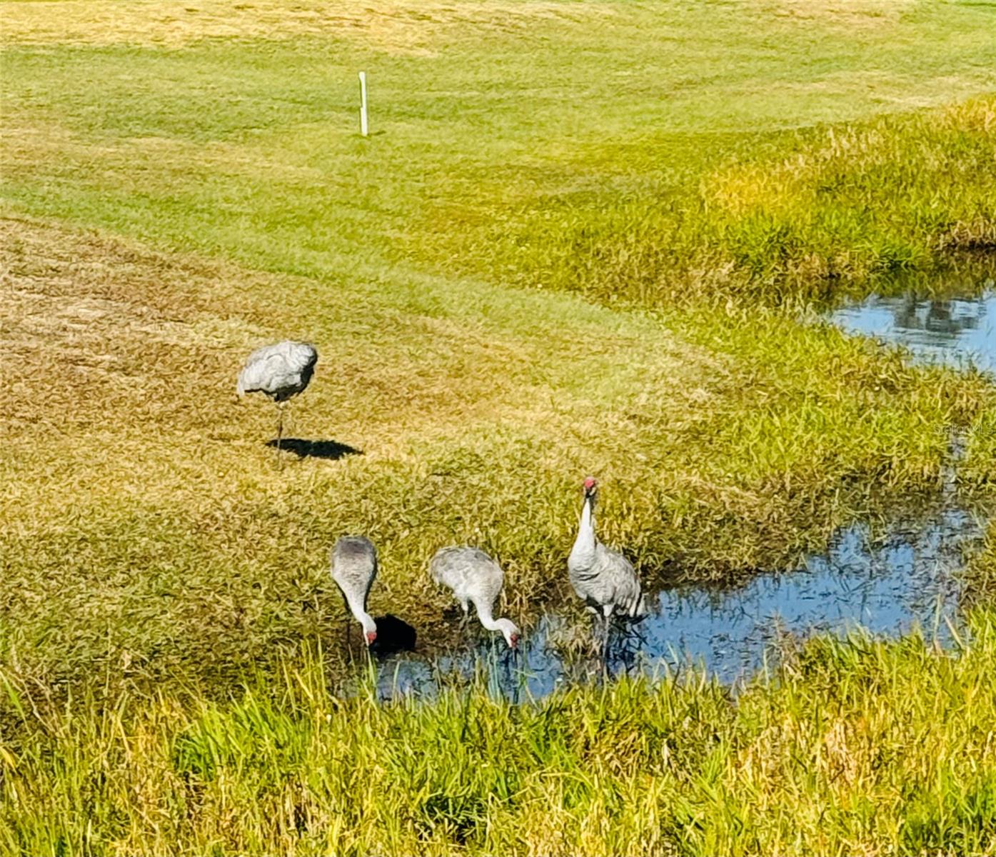 Lots of wildlife - 917 ST GEORGE DR, DAVENPORT