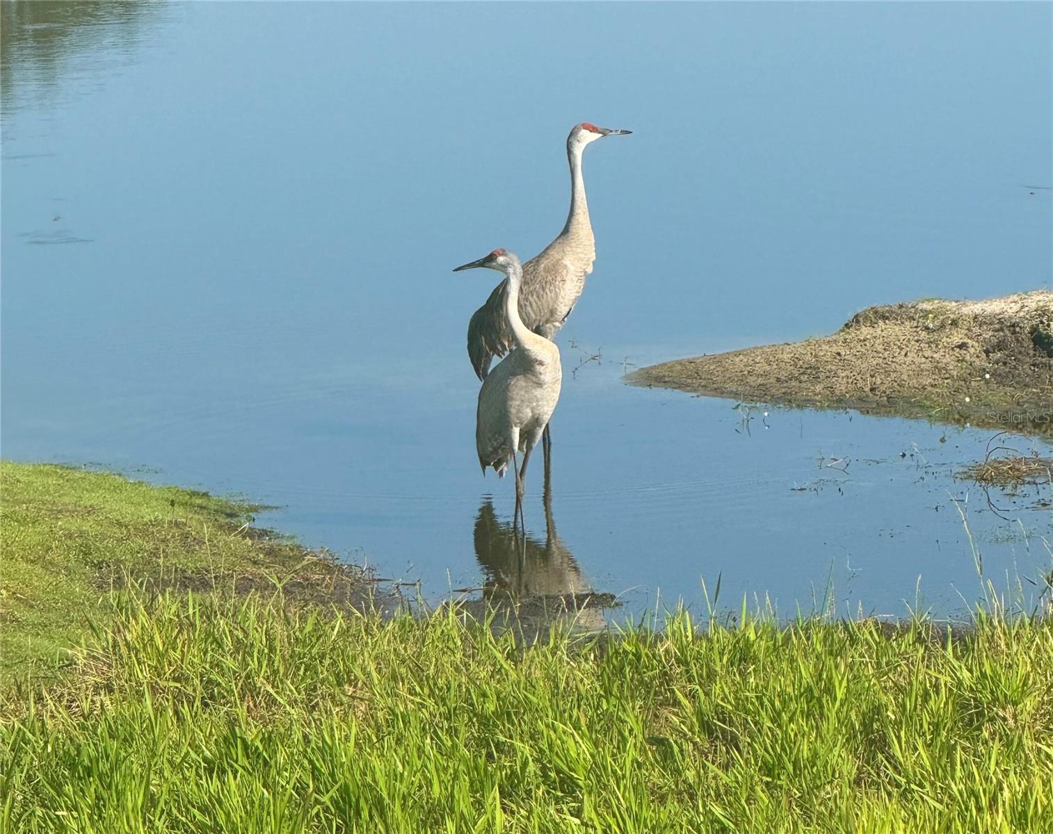 Sandhill Cranes on the golf course - 917 ST GEORGE DR, DAVENPORT