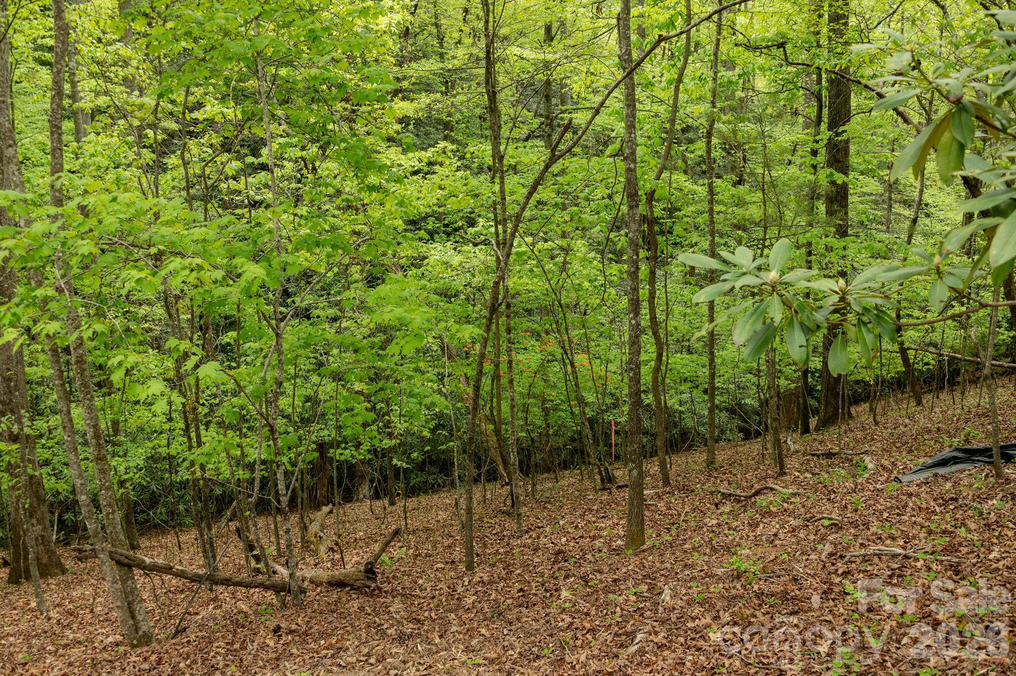 Beautiful woods beyond the build site providing a peaceful wooded sanctuary - 106 Skydance Trail, Hendersonville
