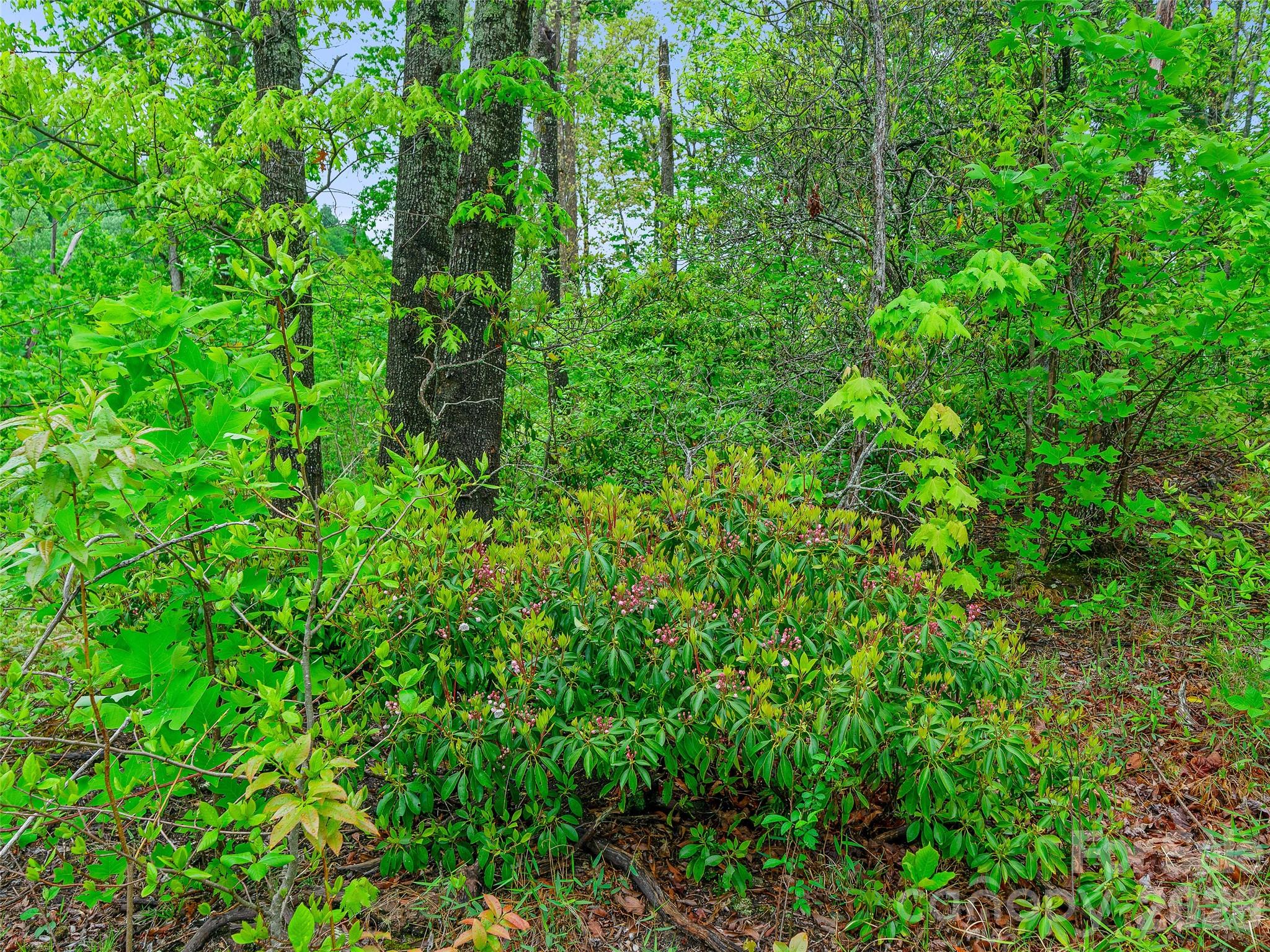 Portfolio at 2380 Old Fort Road, Black Mountain, photo 22 of 27