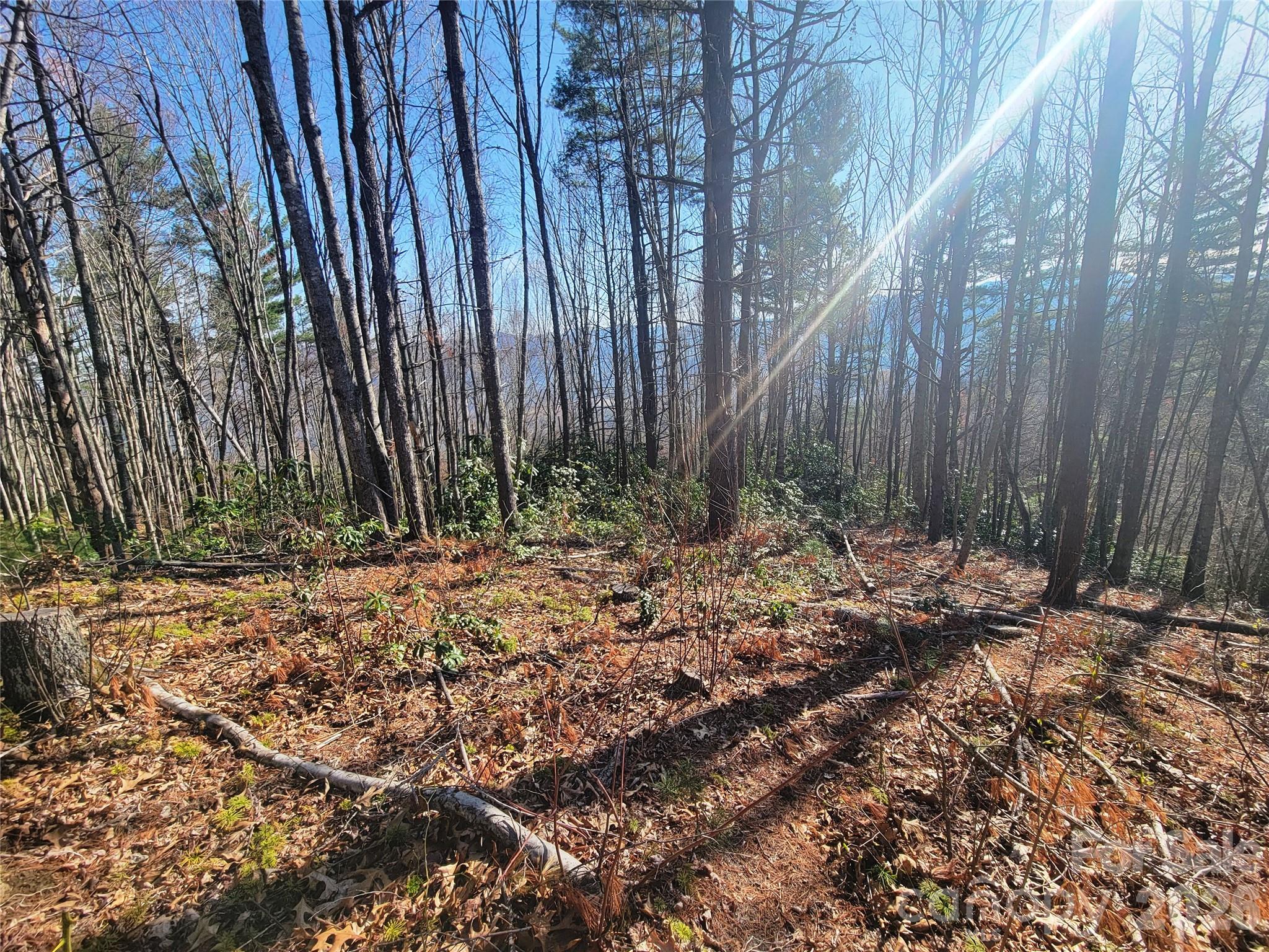 111 Digging Seng Trail