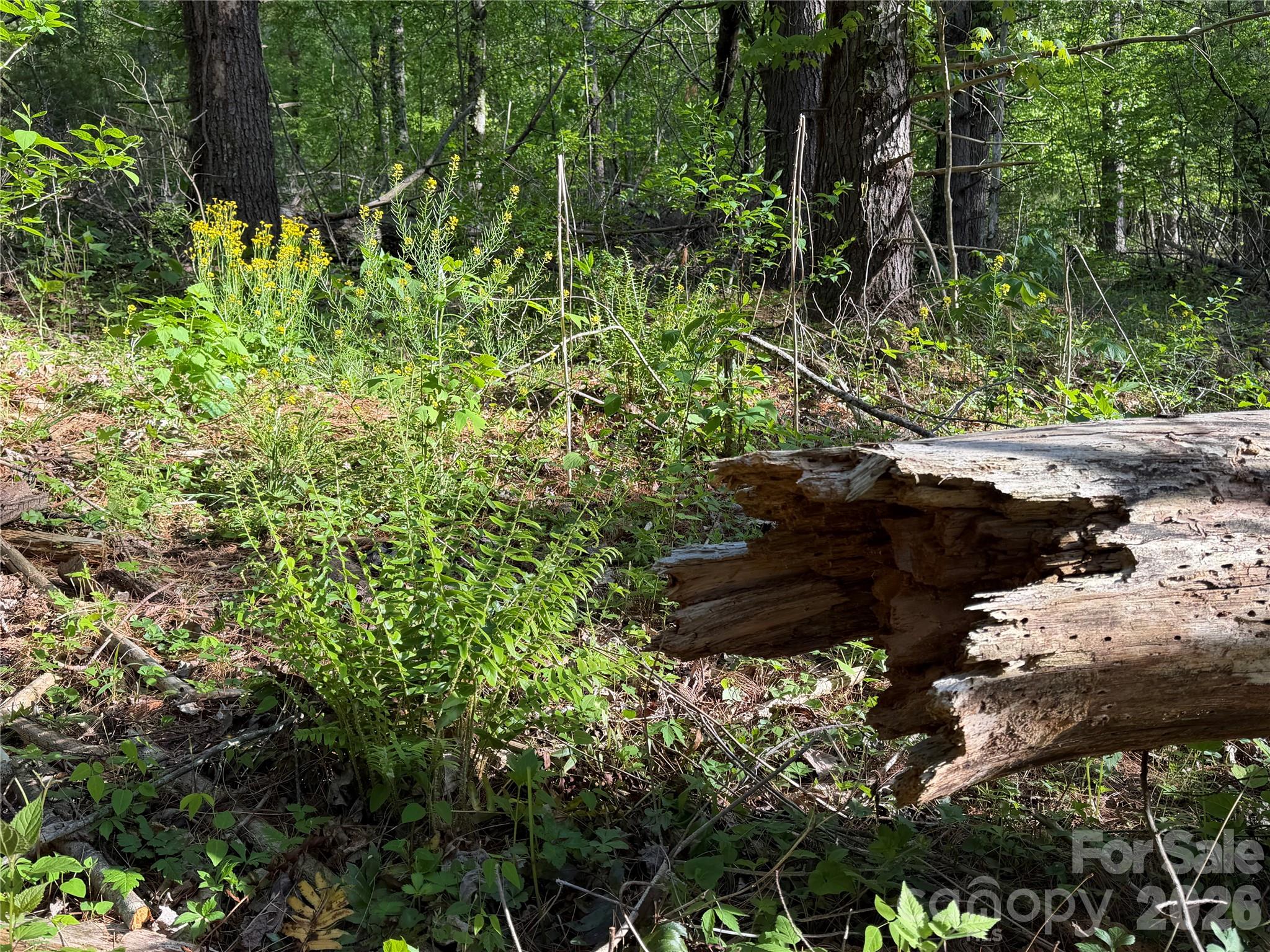Lot at 00000 Apple Farm Road, Bakersville, photo 17 of 28