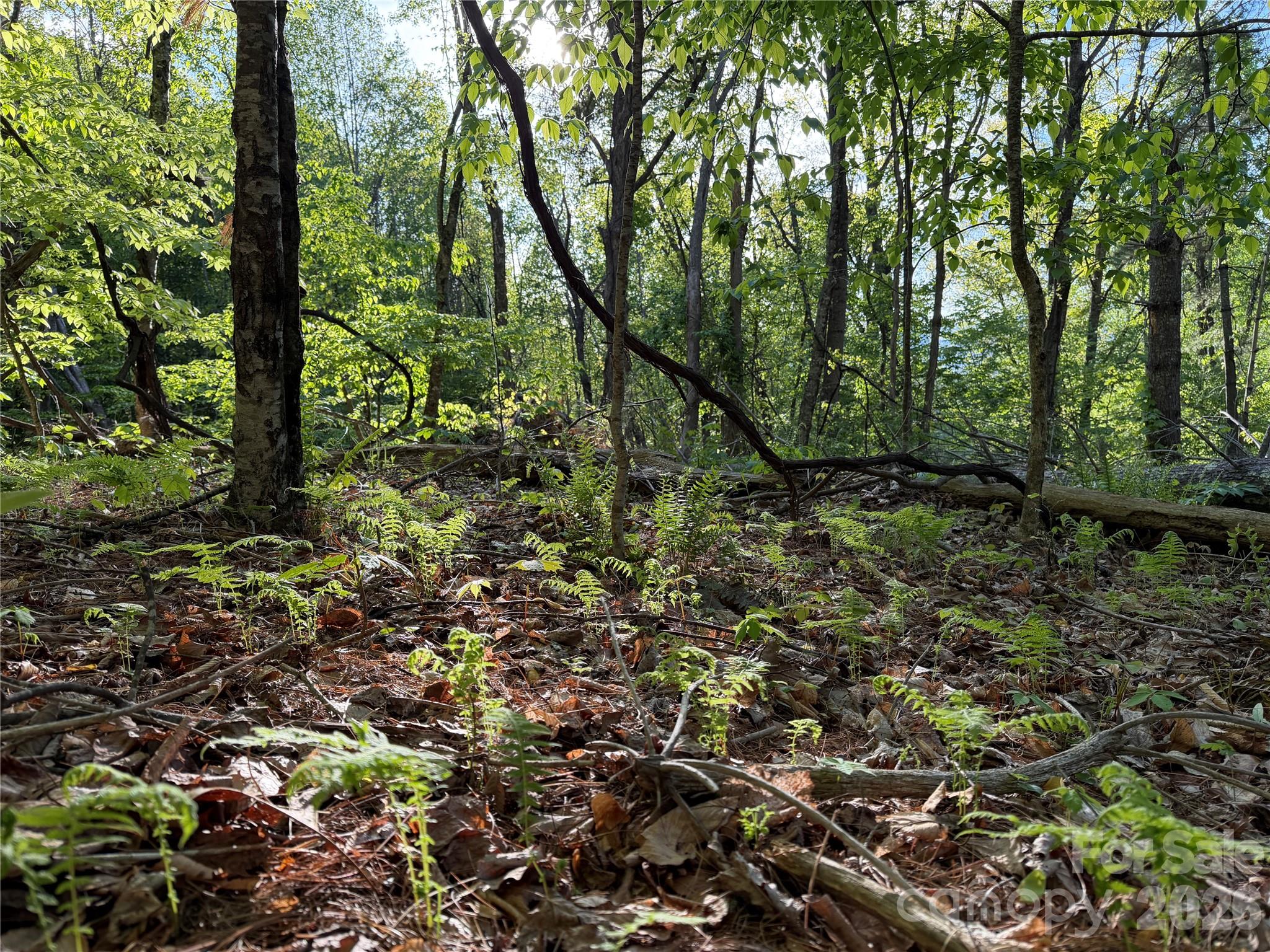 Lot at 00000 Apple Farm Road, Bakersville, photo 21 of 28