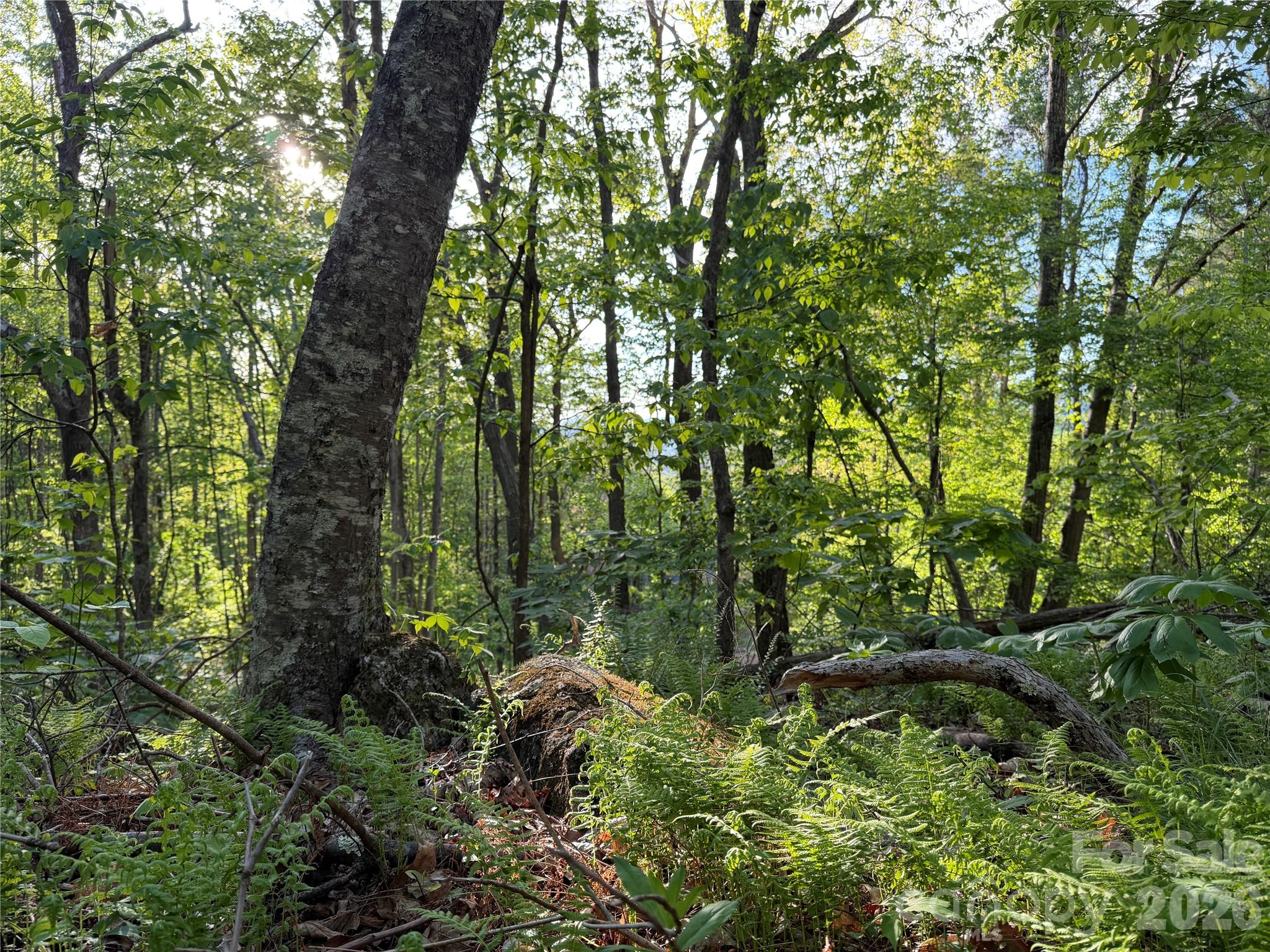 Lot at 00000 Apple Farm Road, Bakersville, photo 25 of 28