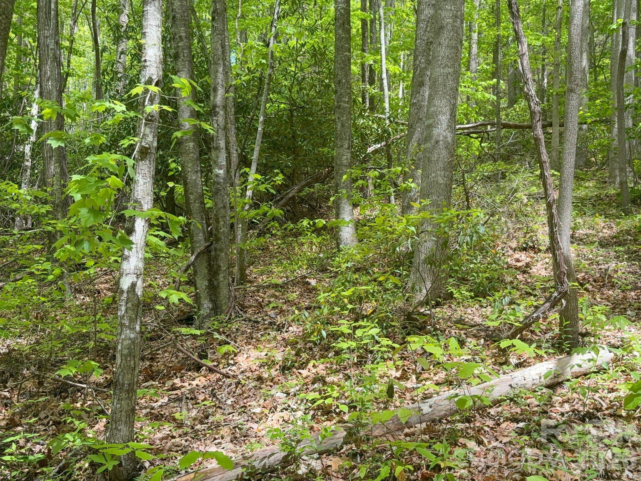 Lay of the land is steep, but gentle in some areas - 999999 Harwood Road, Barnardsville